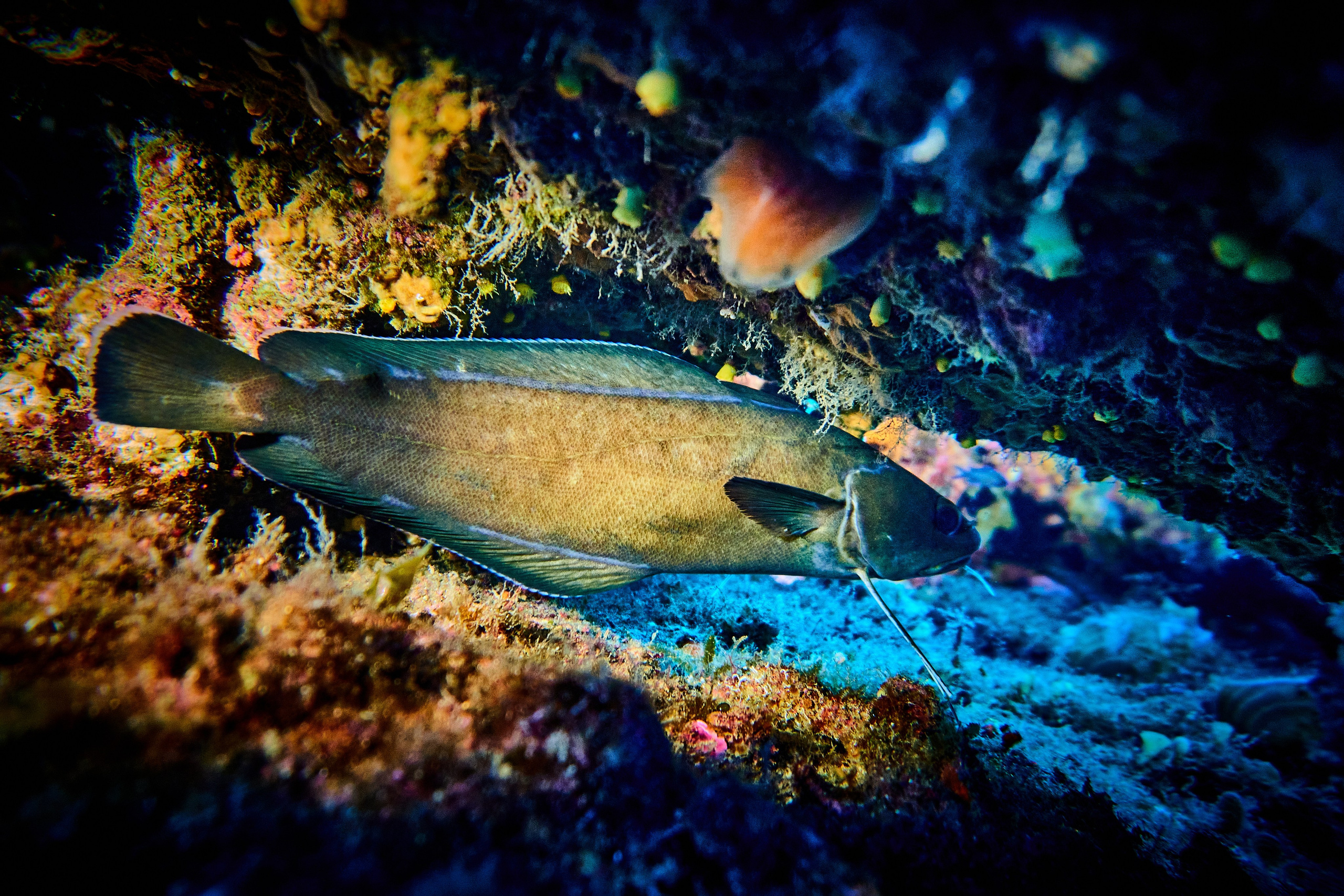 Fotograf podwodny Andriej Szypiłow. Андрей Шипилов — Фотография & Видеография