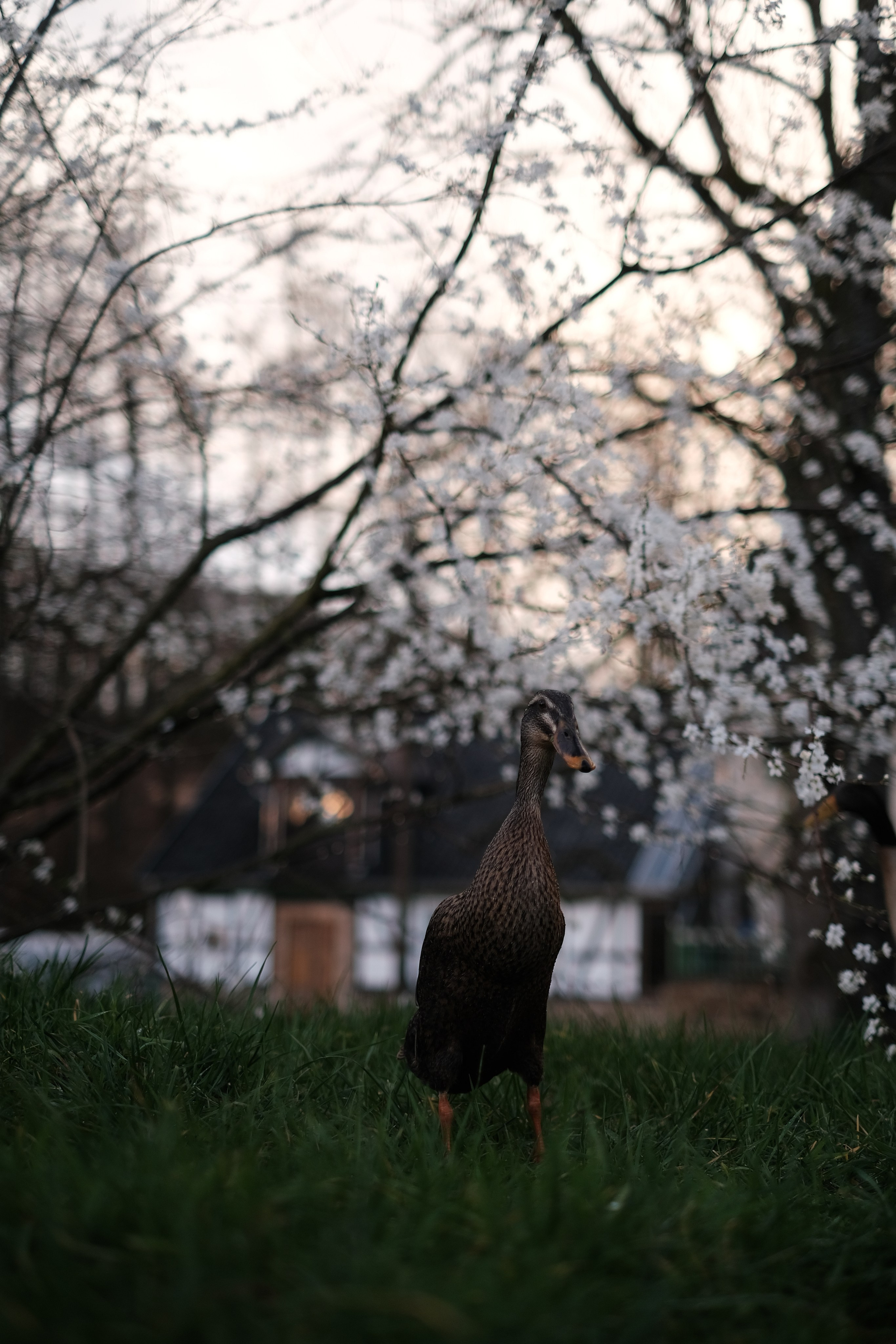 One year in a 500 years old house. Authentische Familienfotografie in Köln