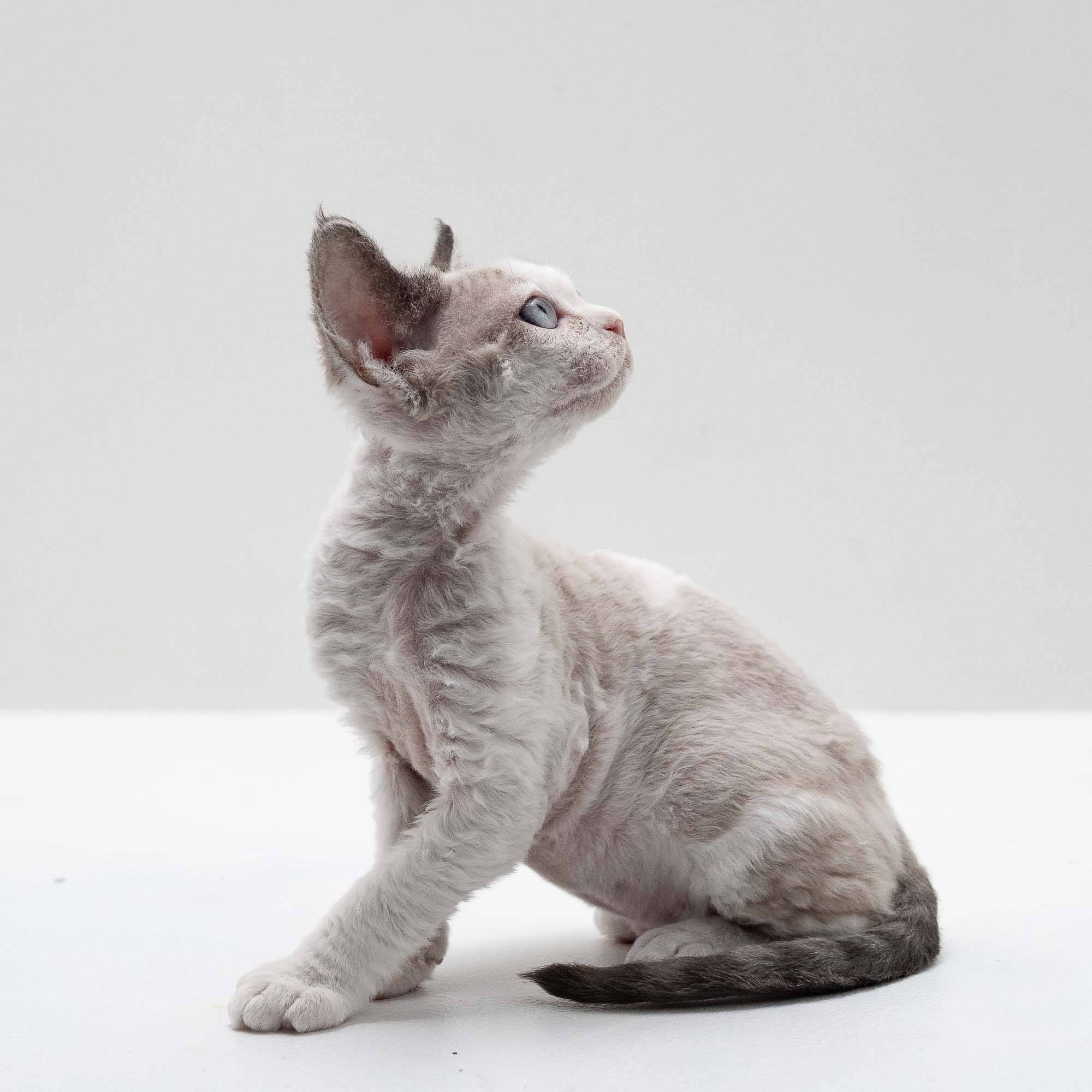 Frodo, boy, born on 01.01.25. Devon Rex Pixie Cattery