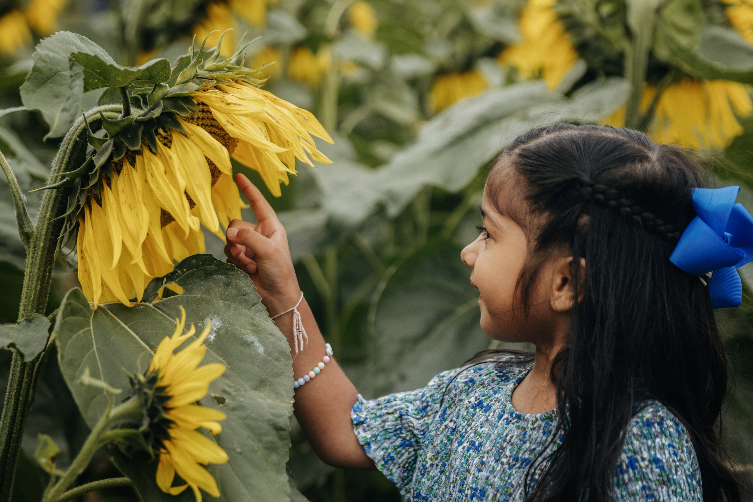 Vie’s family Sunflowers. Newborn and Family Photographer in Bromley, London, Liliya Potekhina