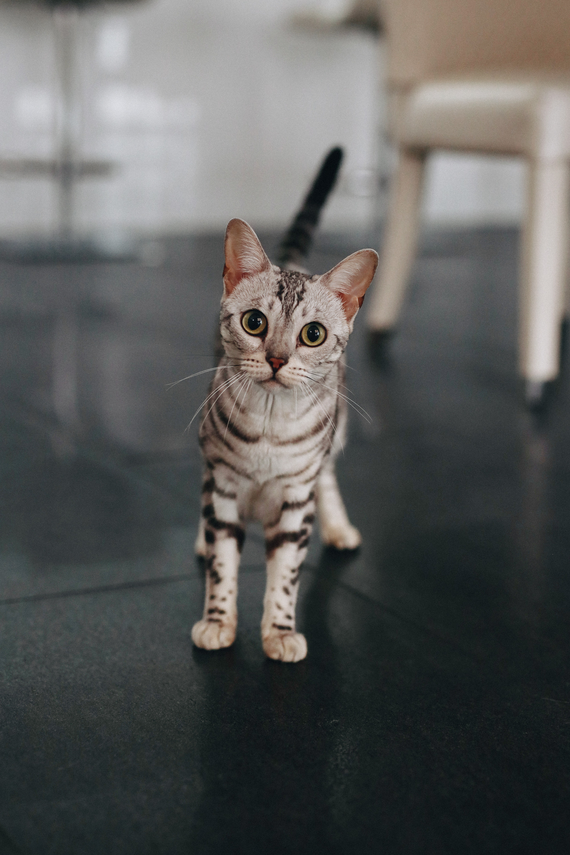Emily 2 weeks old. Newborn and Family Photographer in Bromley, London, Liliya Potekhina