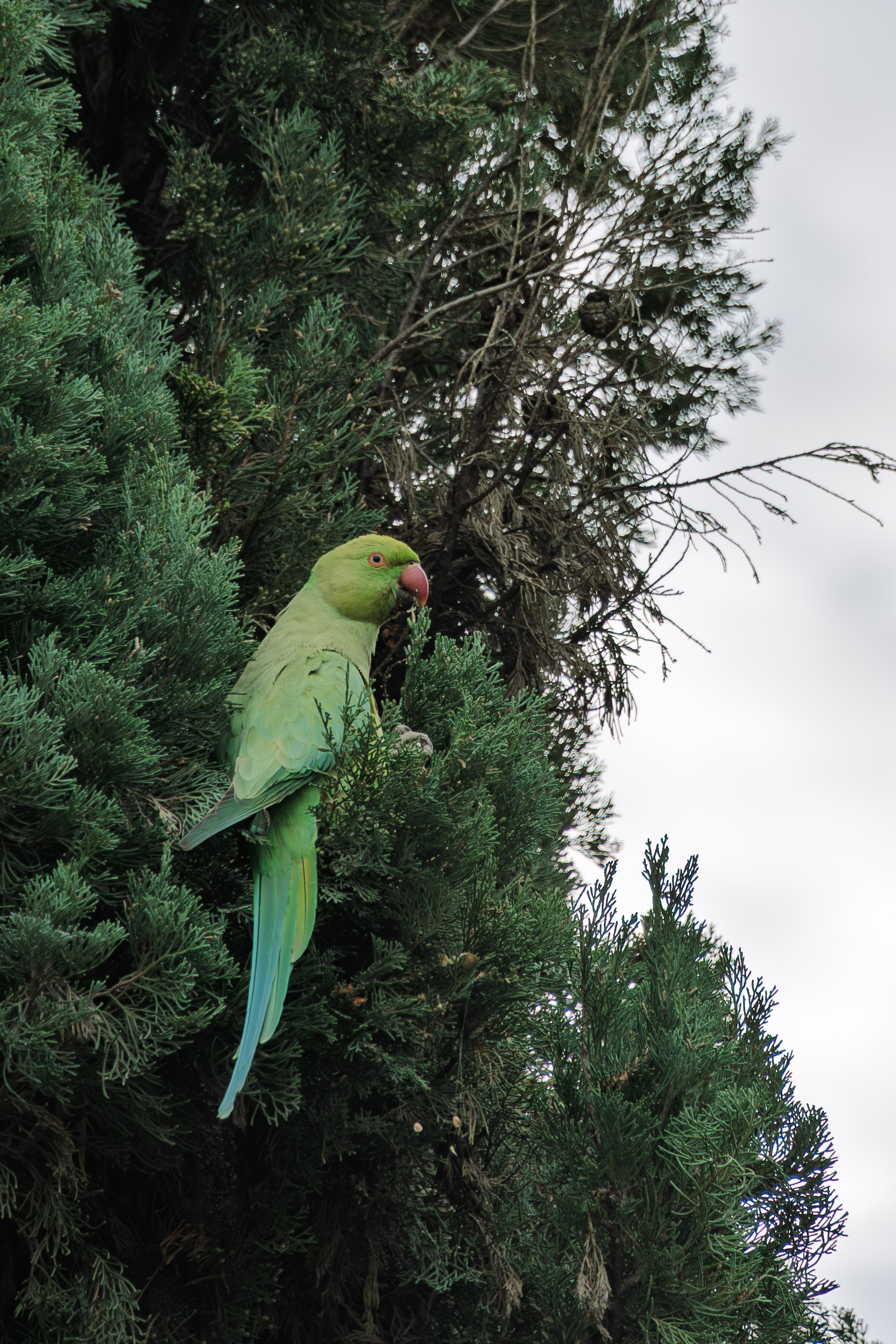 Roma 2025. Fotografiideplacere.net