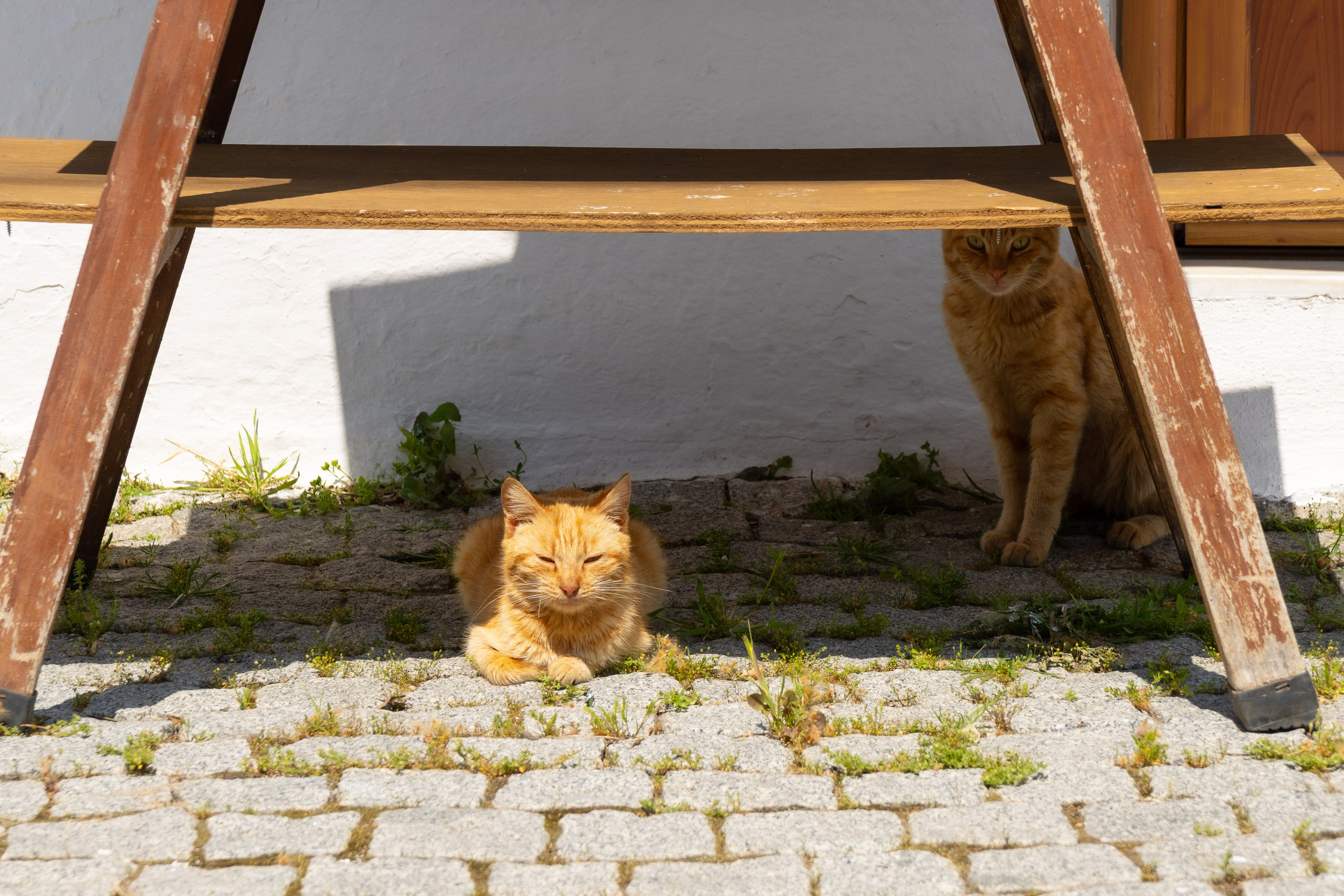 Thasos 2025. Fotografiideplacere.net