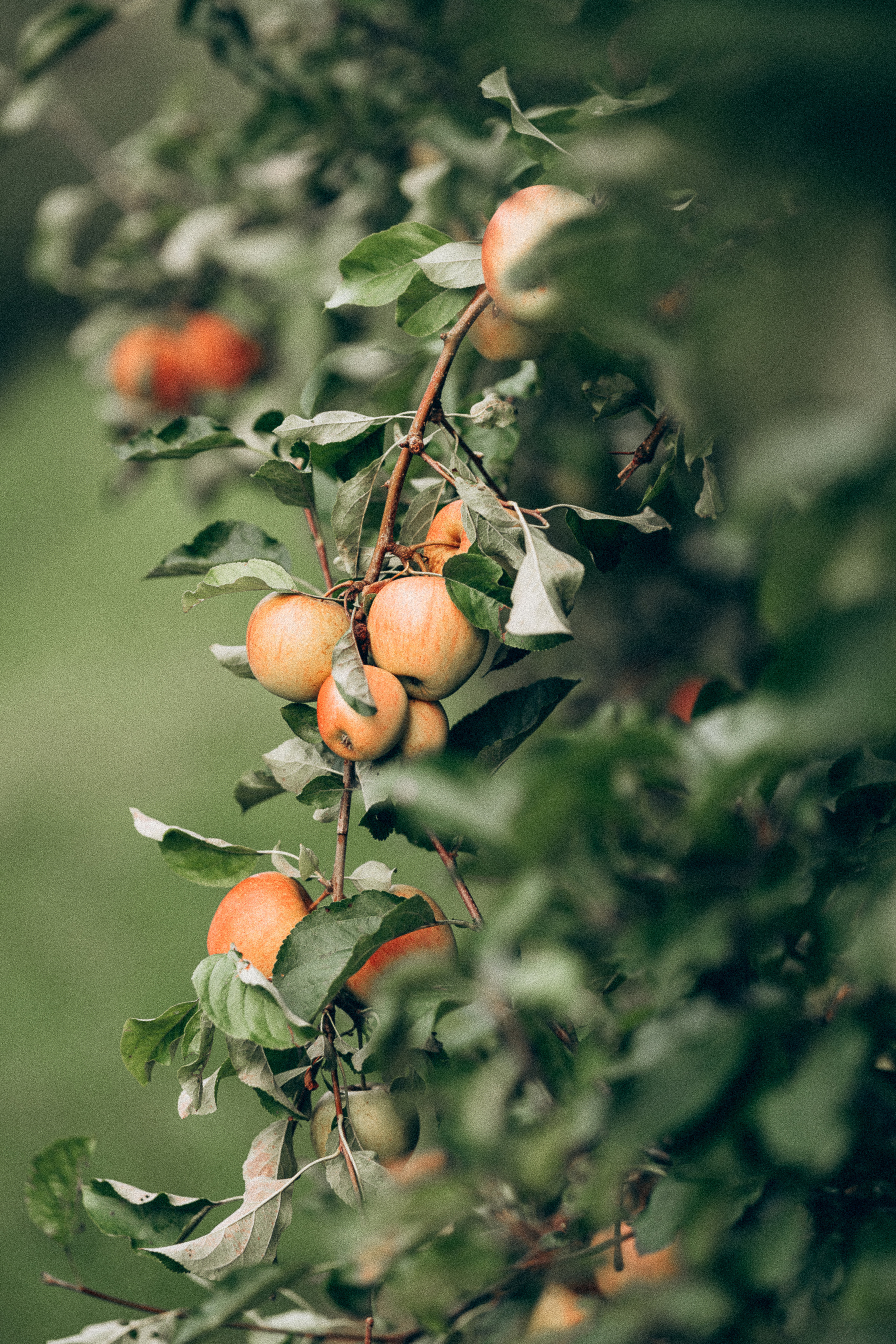 Яблочный сад. Familien, Lifestyle und Portrait Fotografin in Trier, Luxembourg