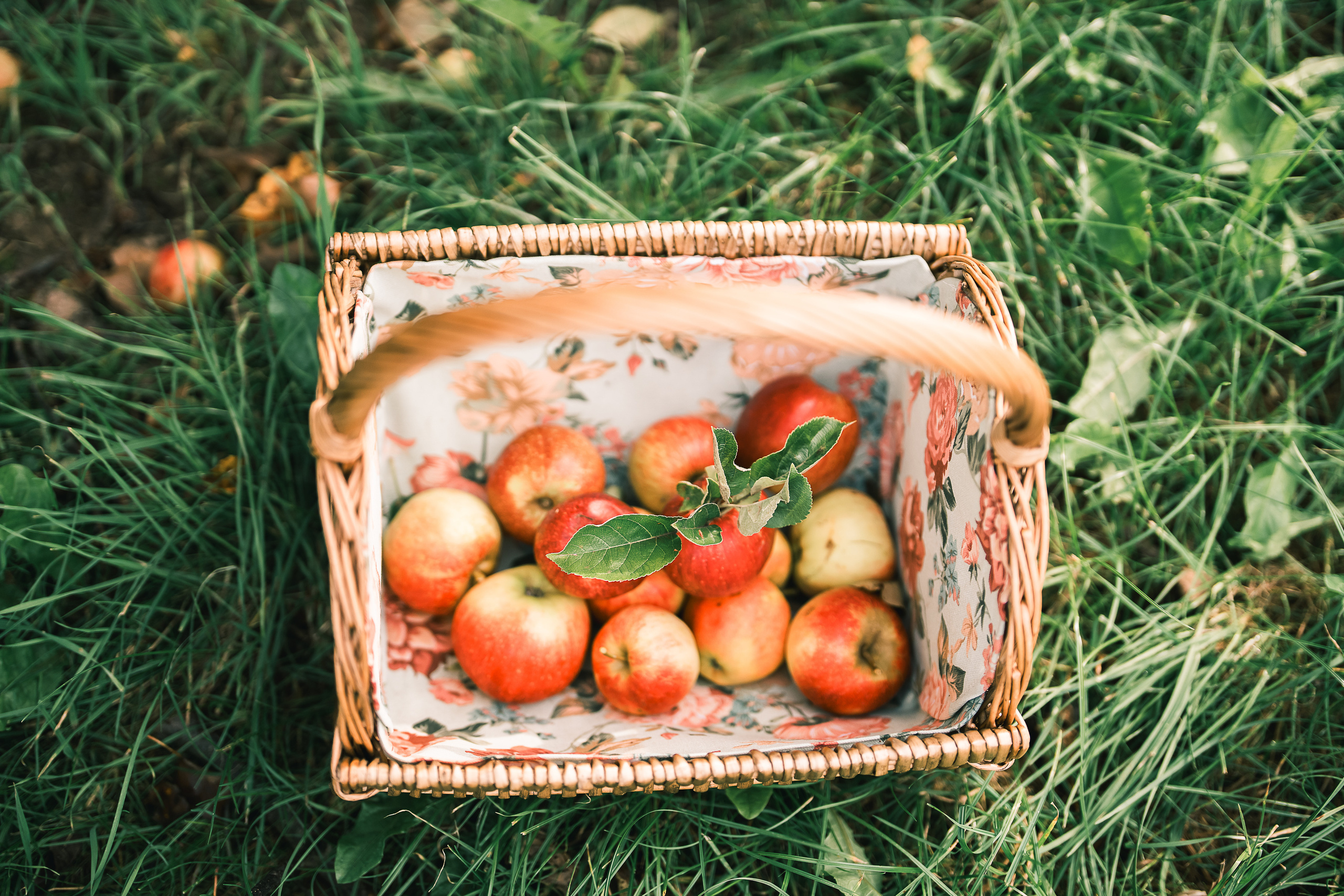 Яблочный сад. Familien, Lifestyle und Portrait Fotografin in Trier, Luxembourg
