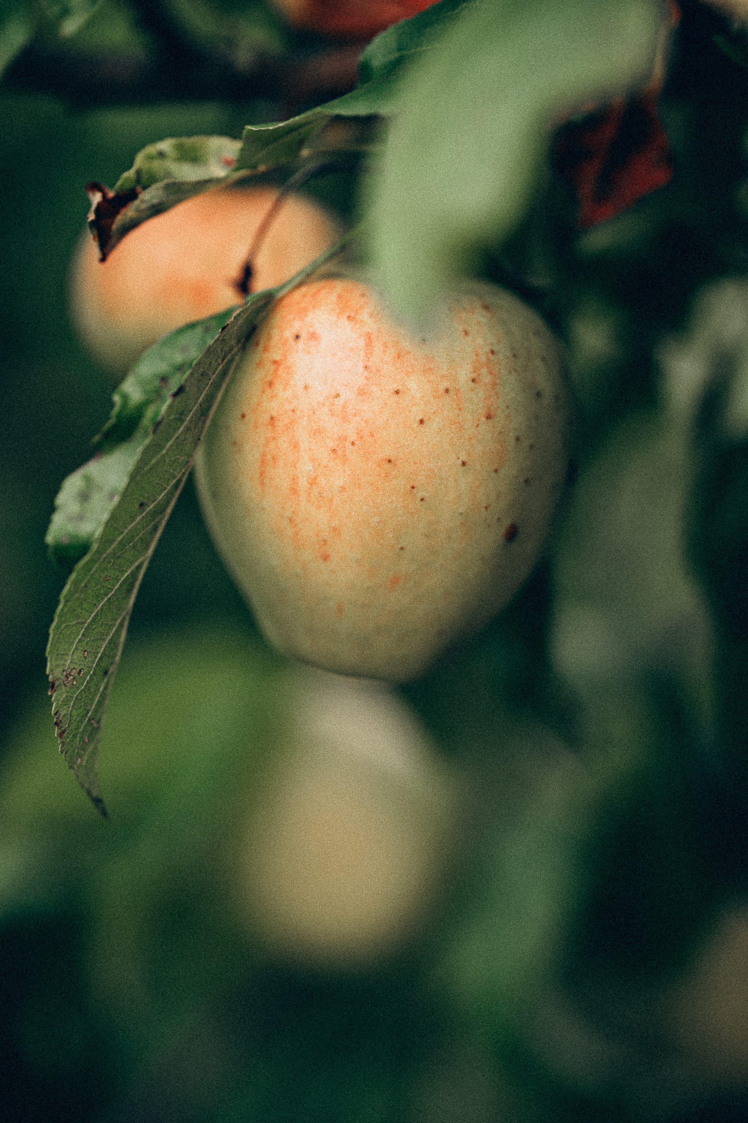 Яблочный сад. Familien, Lifestyle und Portrait Fotografin in Trier, Luxembourg