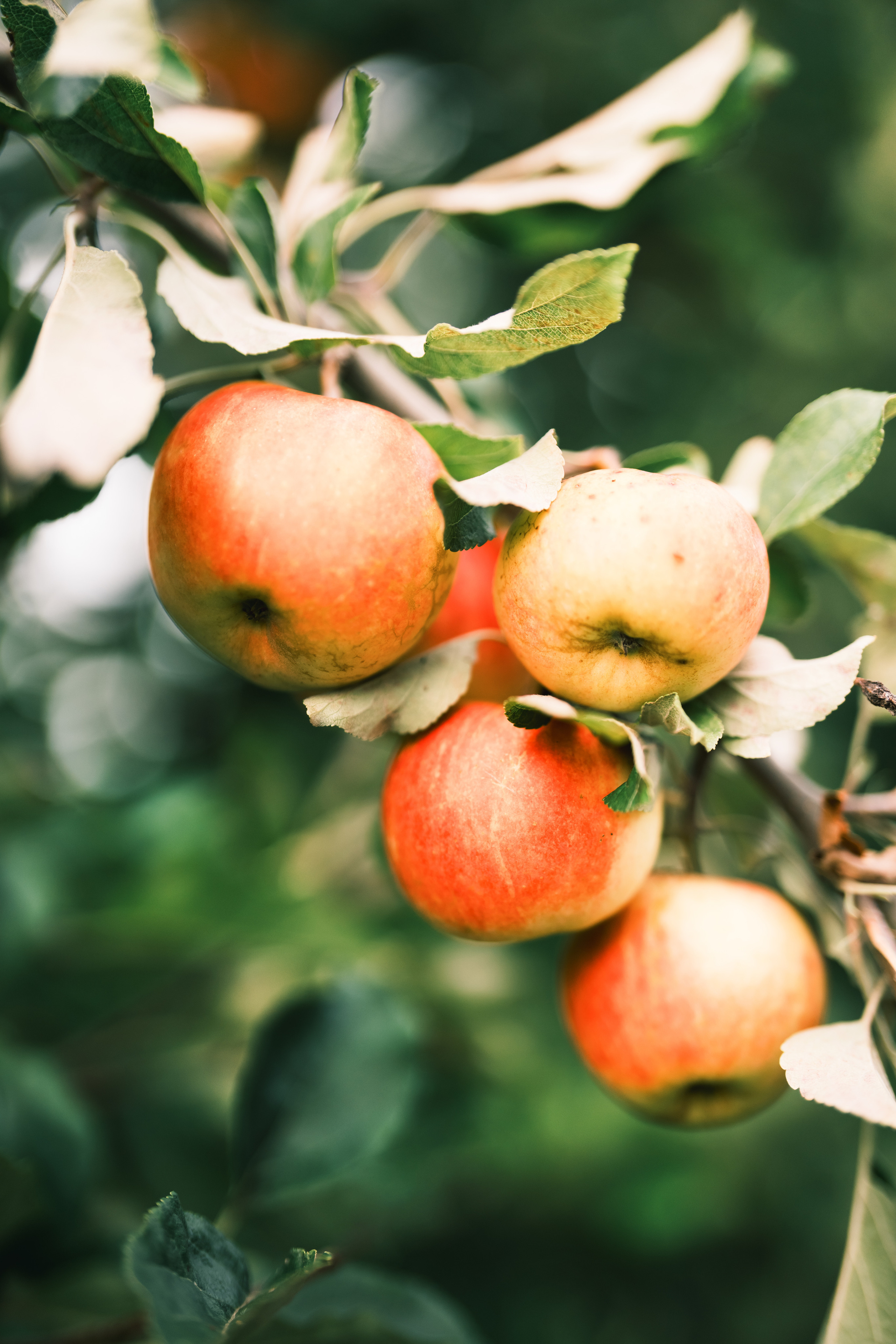 Яблочный сад. Familien, Lifestyle und Portrait Fotografin in Trier, Luxembourg