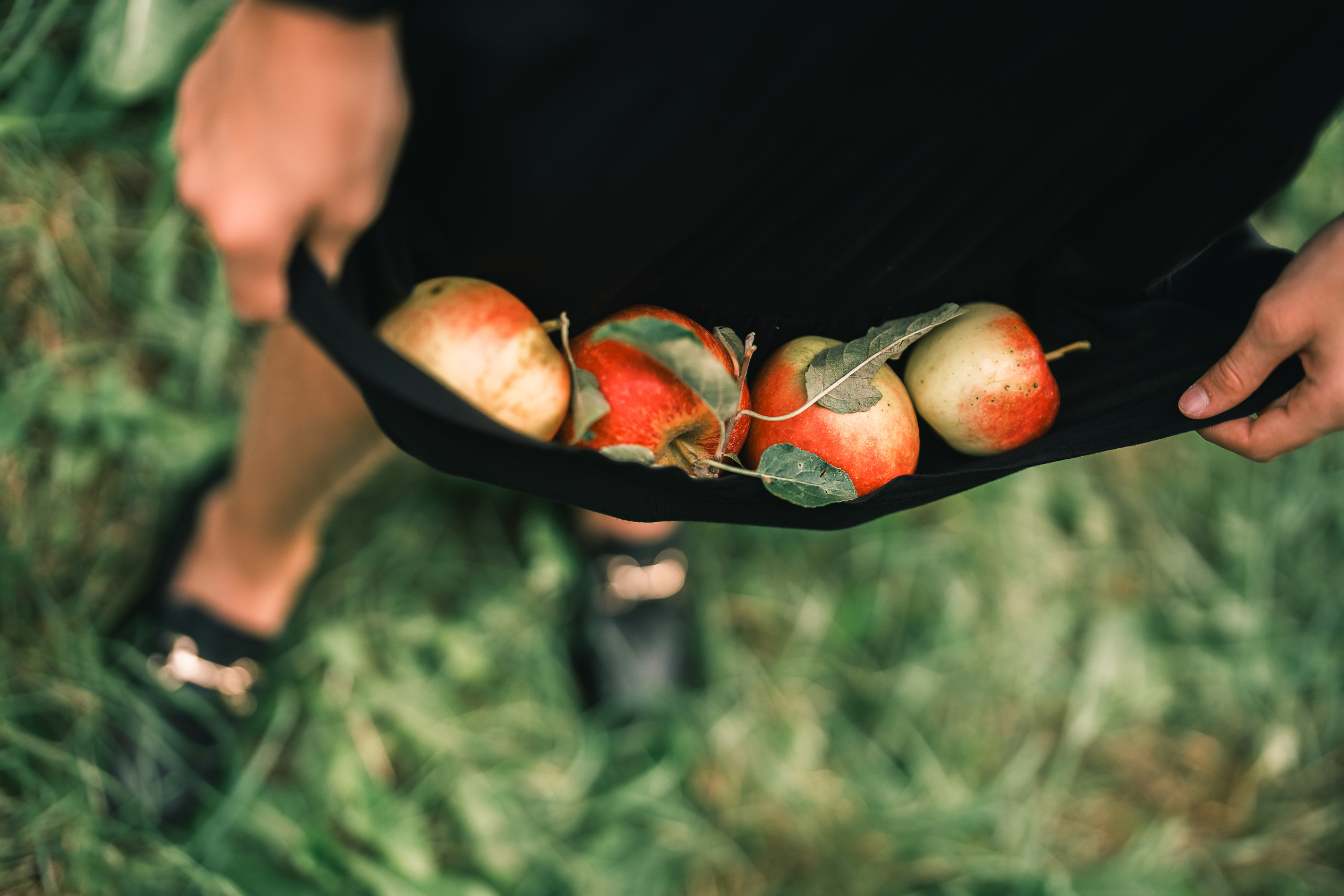 Яблочный сад. Familien, Lifestyle und Portrait Fotografin in Trier, Luxembourg