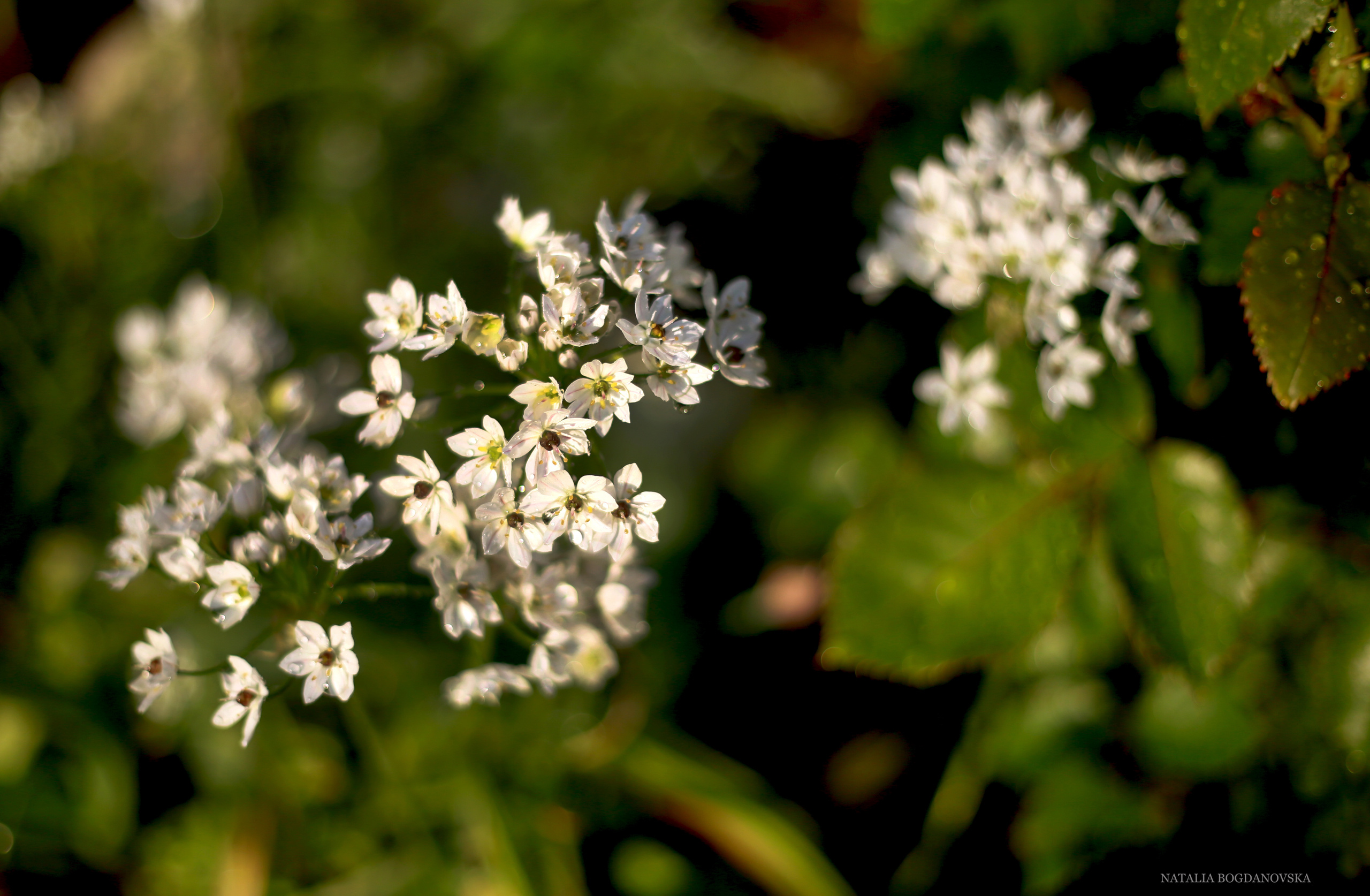 NATURE MORTE et VIVANTE. Natalia Bogdanovska. Films et photographie corporate en France