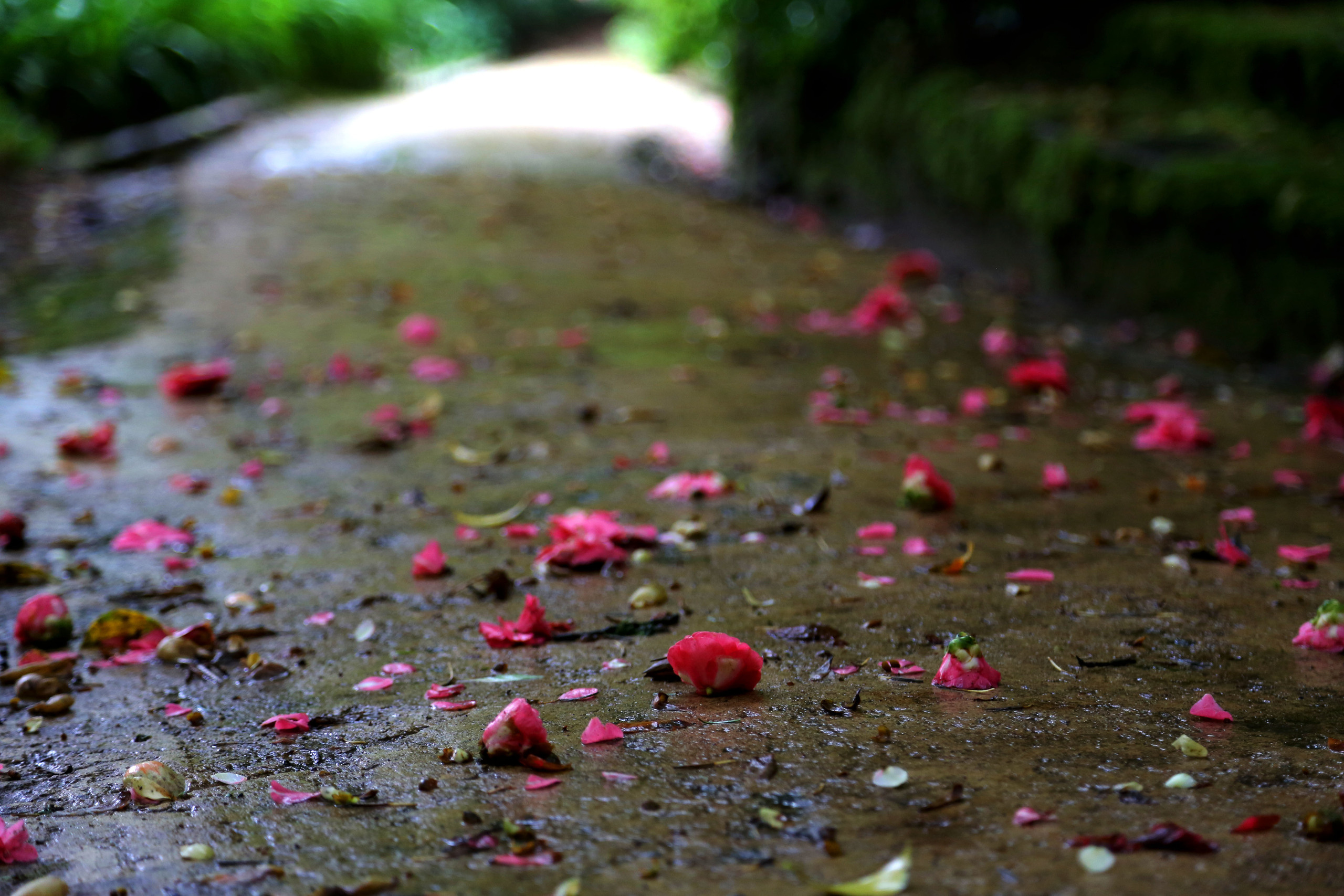 NATURE MORTE et VIVANTE. Natalia Bogdanovska. Films et photographie corporate en France