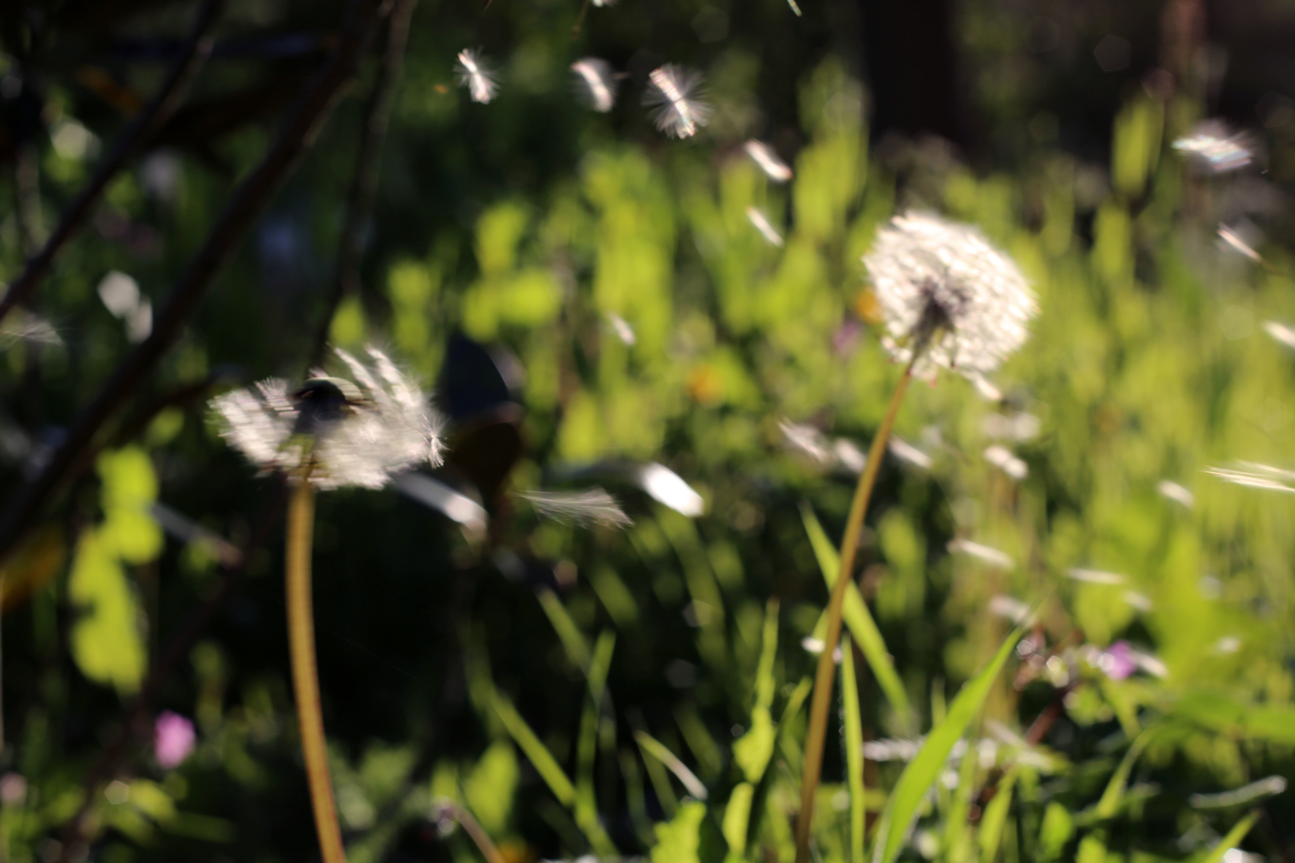 NATURE MORTE et VIVANTE. Natalia Bogdanovska. Films et photographie corporate en France