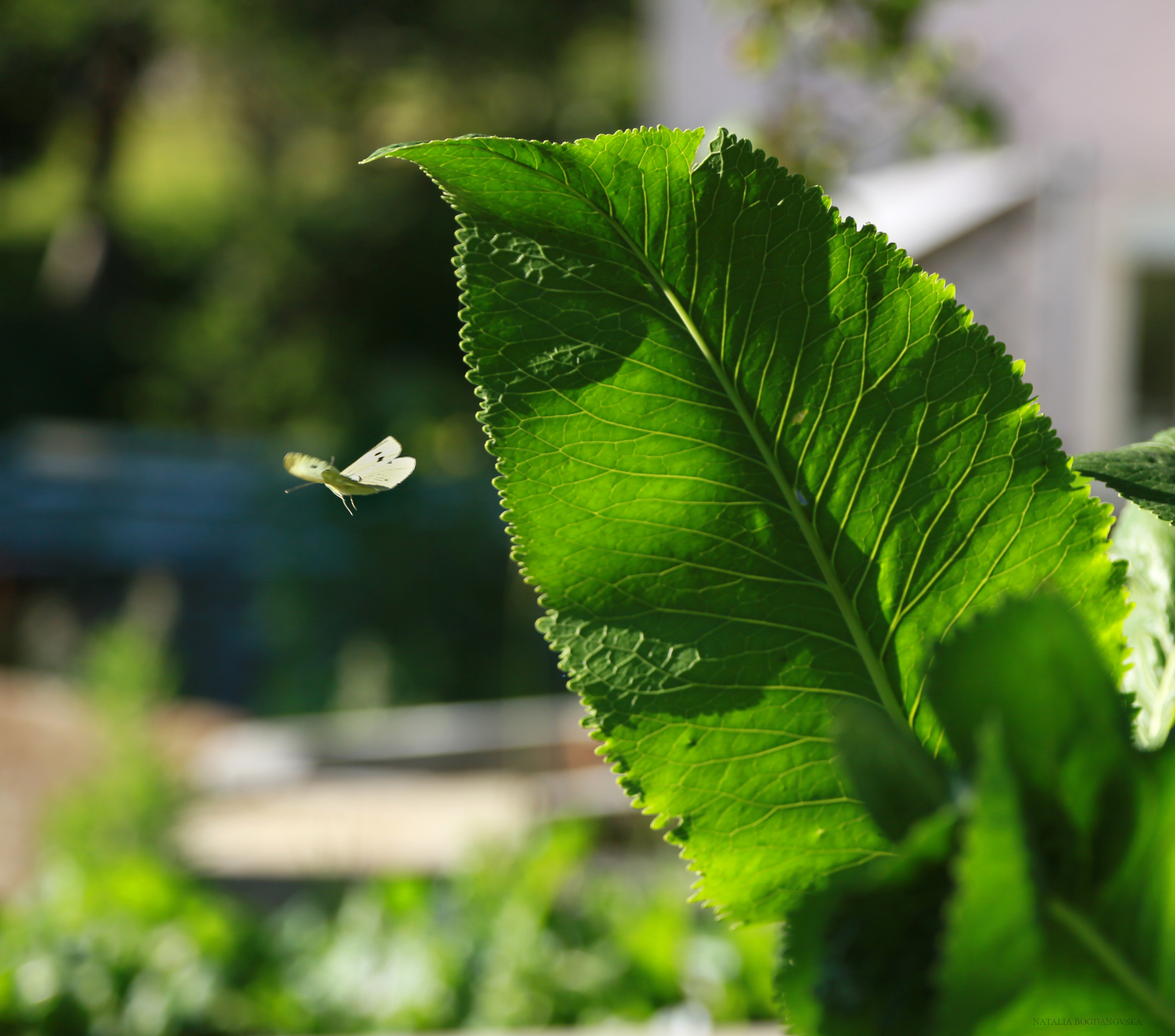 NATURE MORTE et VIVANTE. Natalia Bogdanovska. Films et photographie corporate en France
