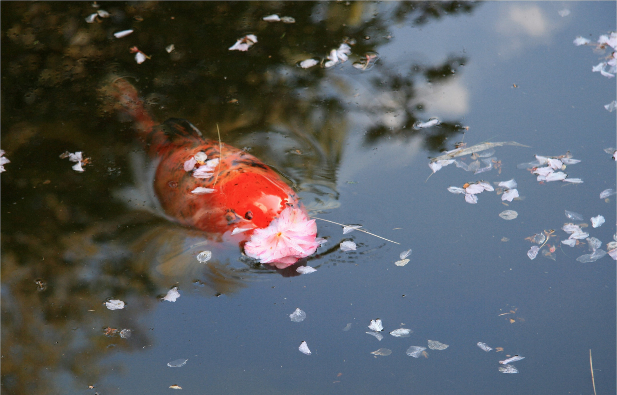 NATURE MORTE et VIVANTE. Natalia Bogdanovska. Films et photographie corporate en France