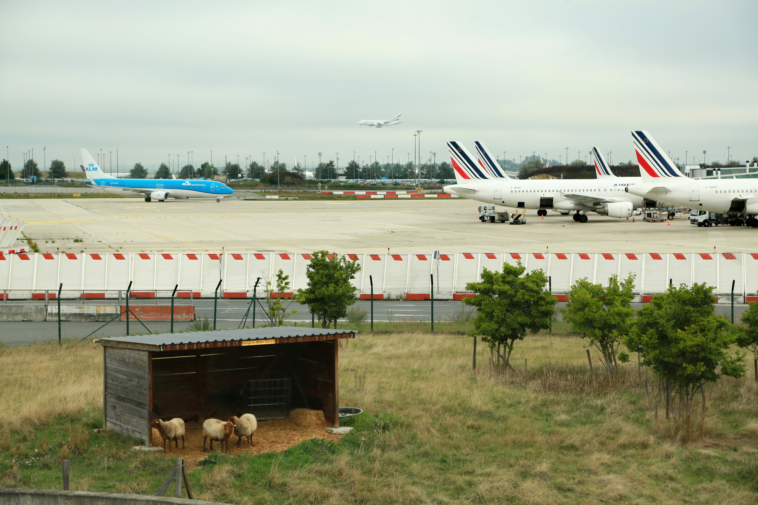 les moutons à l'aéroport 