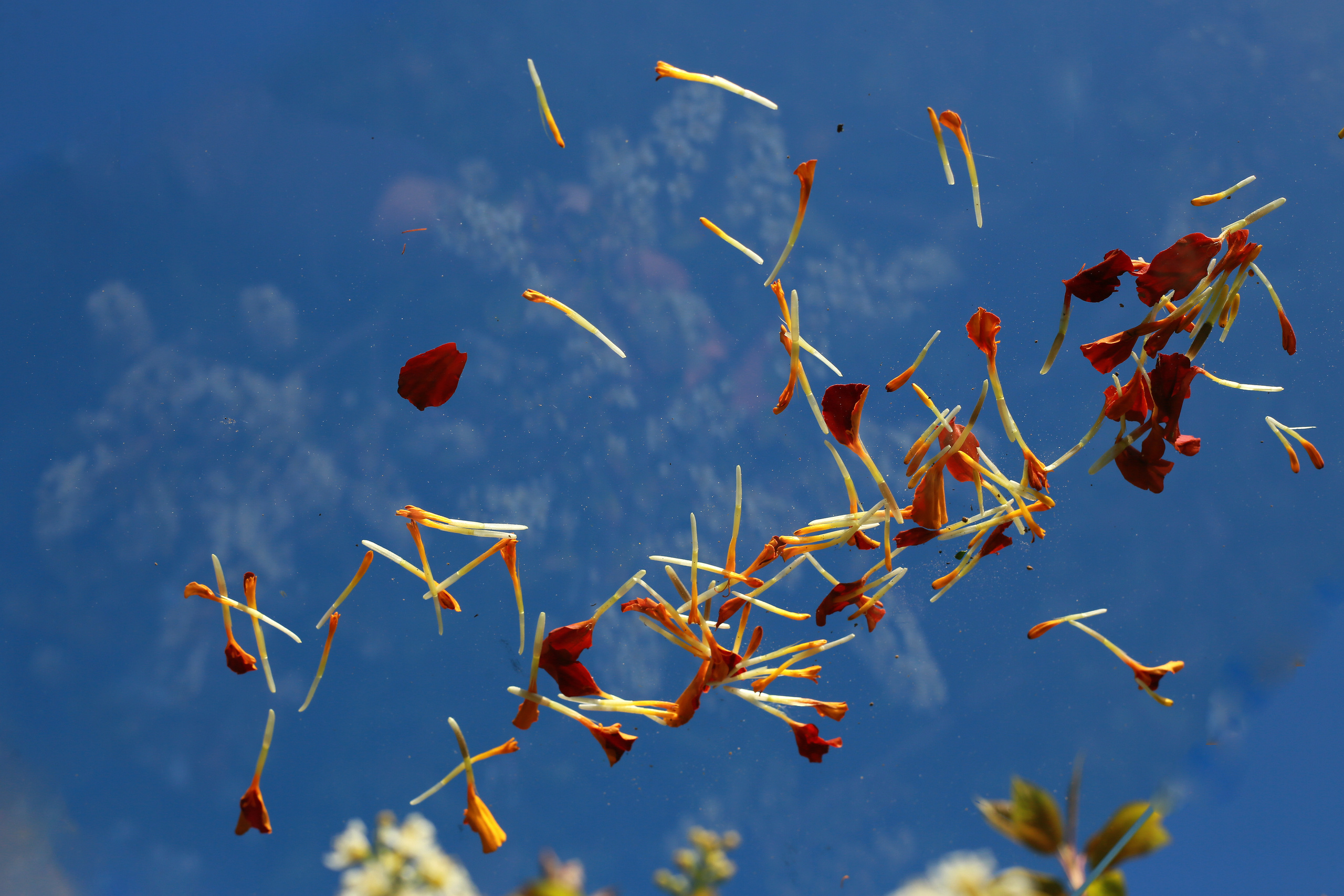 NATURE MORTE et VIVANTE. Natalia Bogdanovska. Films et photographie corporate en France