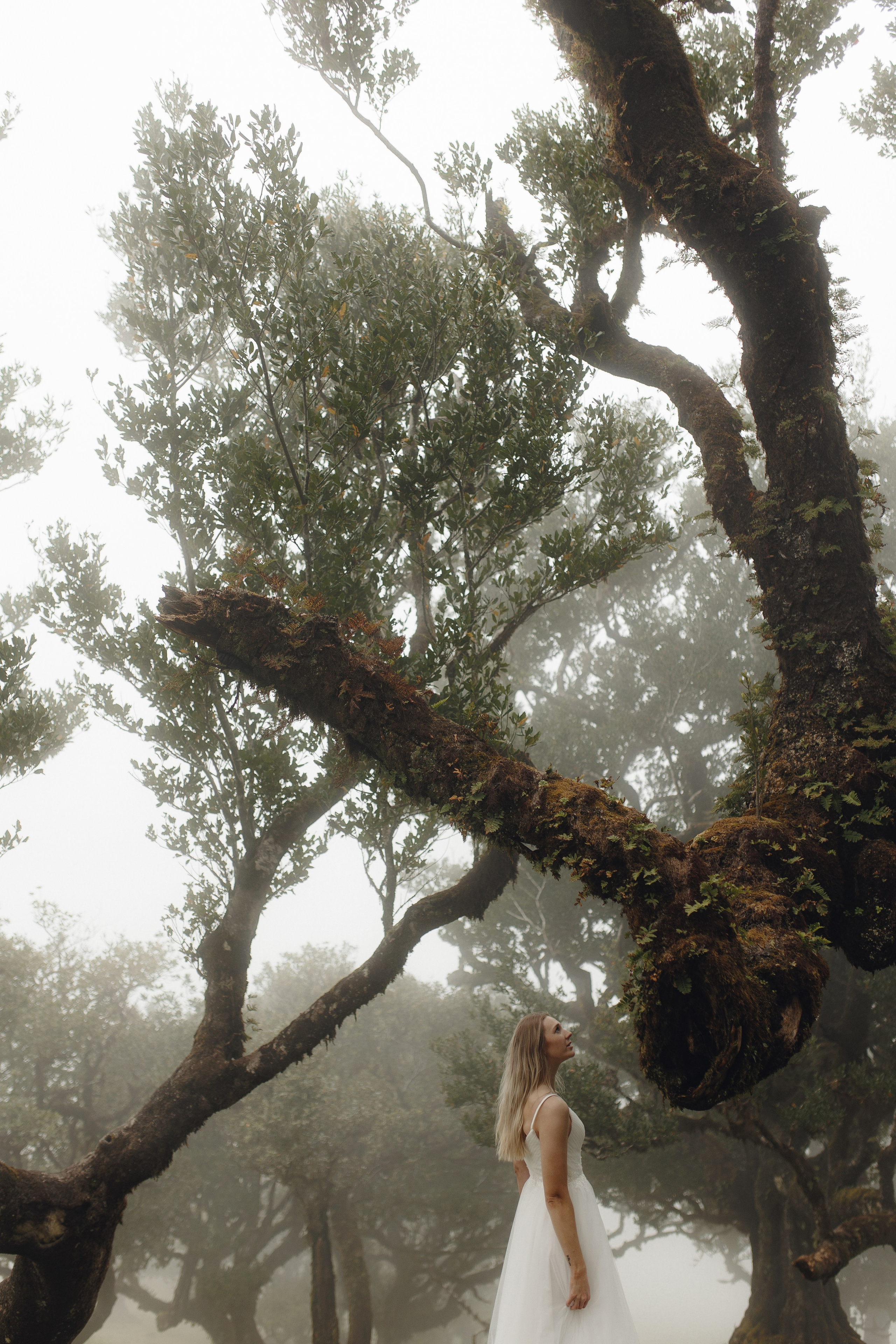 Elopement in Madeira | Mystical Forest of Fanal. Wedding photographer and videographer based in Timisoara, Romania