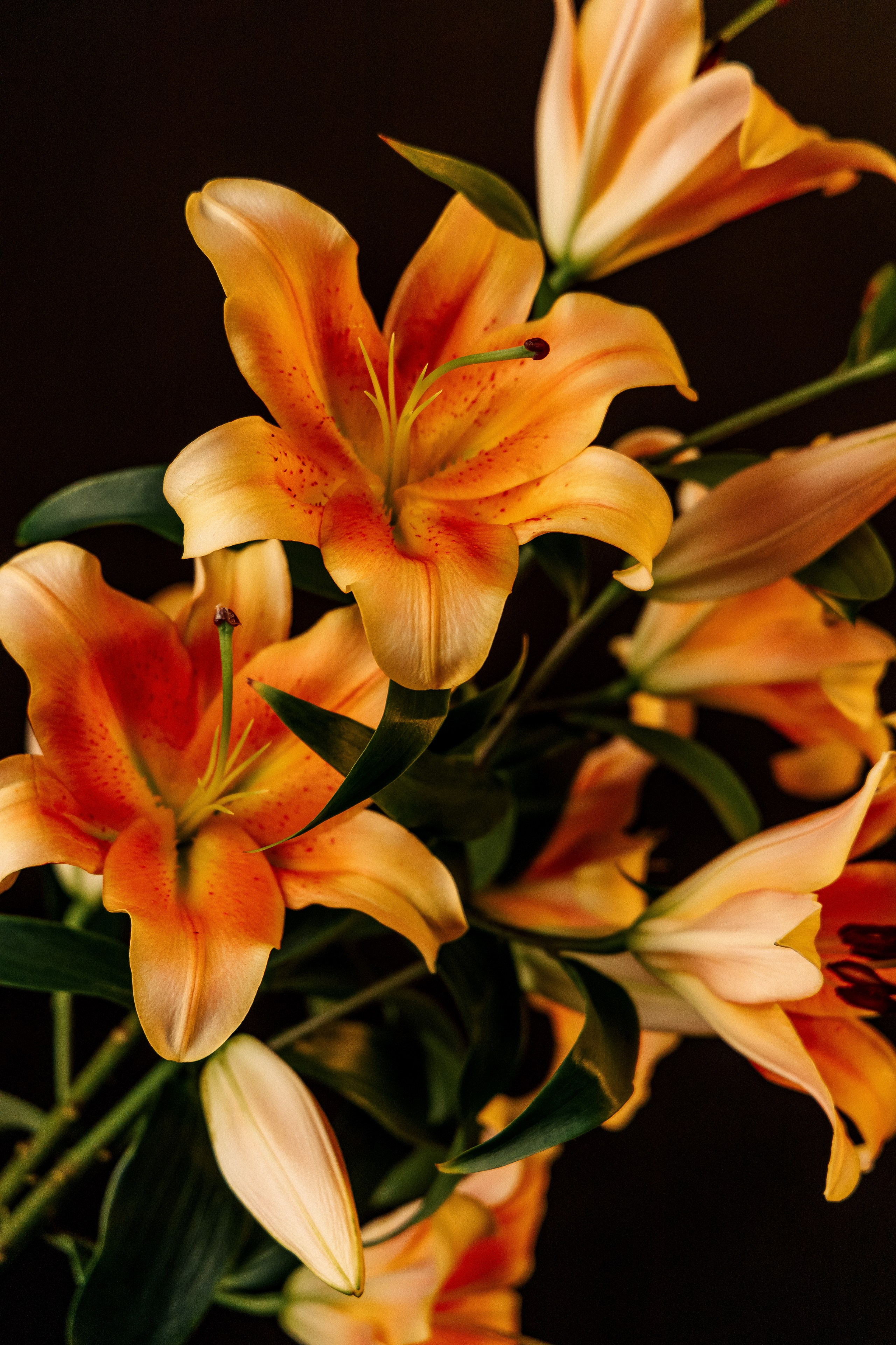 Sissi & Lea 01.03.2025. Portree- ja perefotograaf Anton Hansen Tallinnas, Eestis