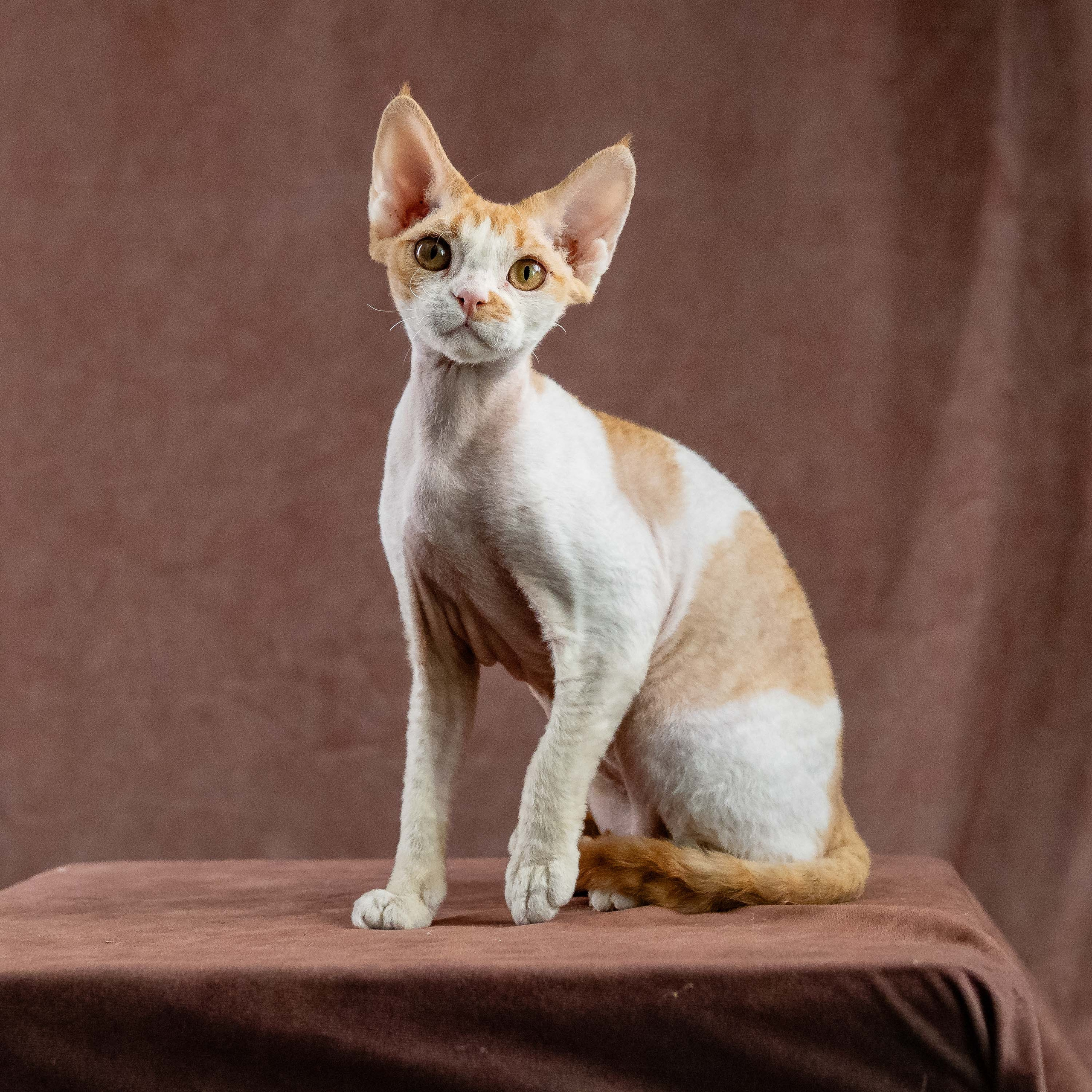 Nika. Devon Rex Pixie Cattery