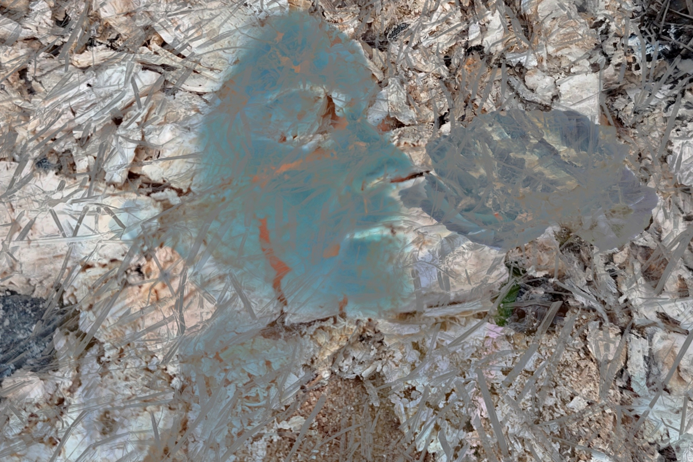 Продаж робіт. Photographer artist Liashenko Oksana