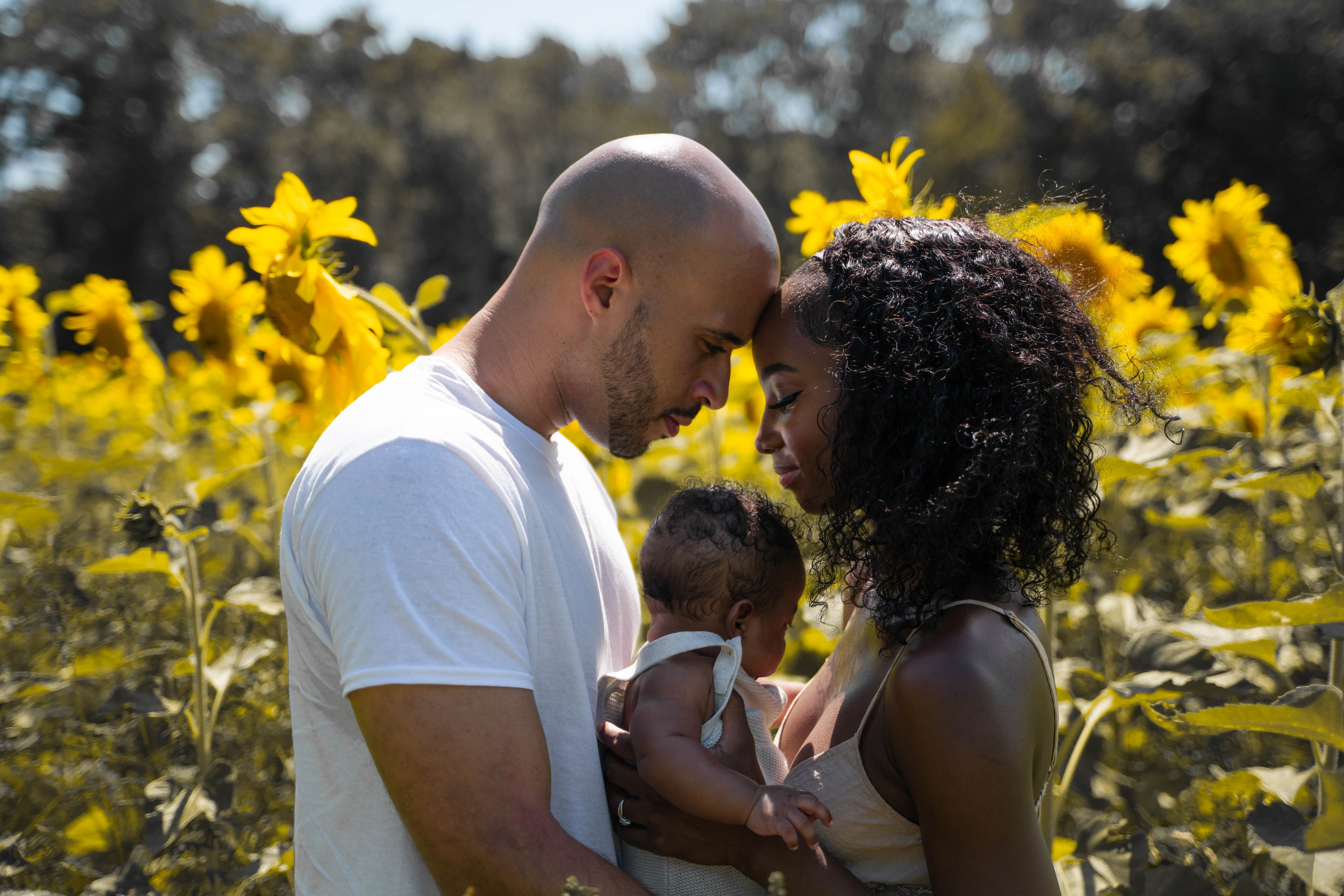 Jennifer and Louis at Sunflowers Farm. Stefanovich Photography | Boston, MA