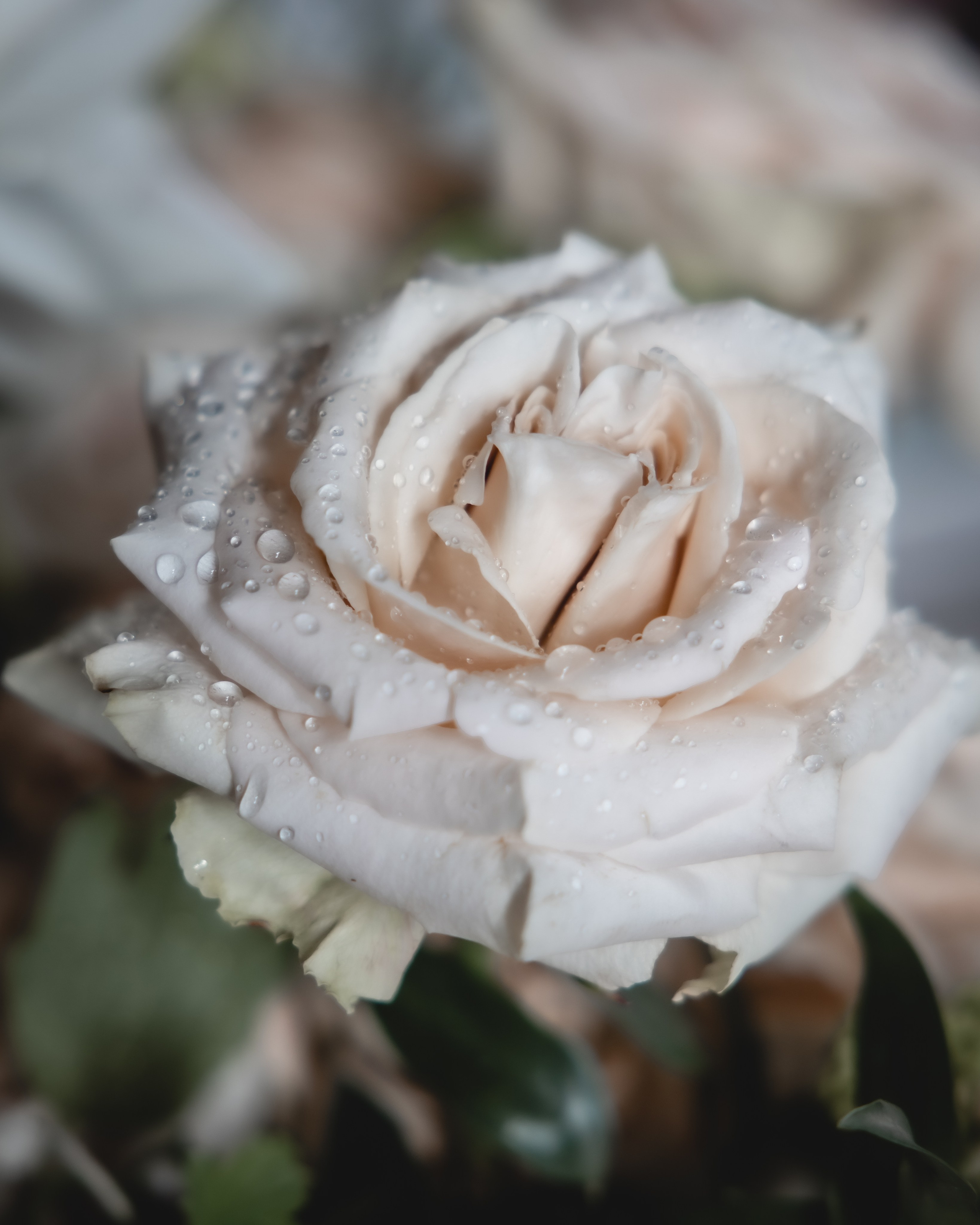 Tuscany Wedding Villa La Commenda Concordia. Professional wedding photographer in Copenhagen, Denmark — Julia Byron