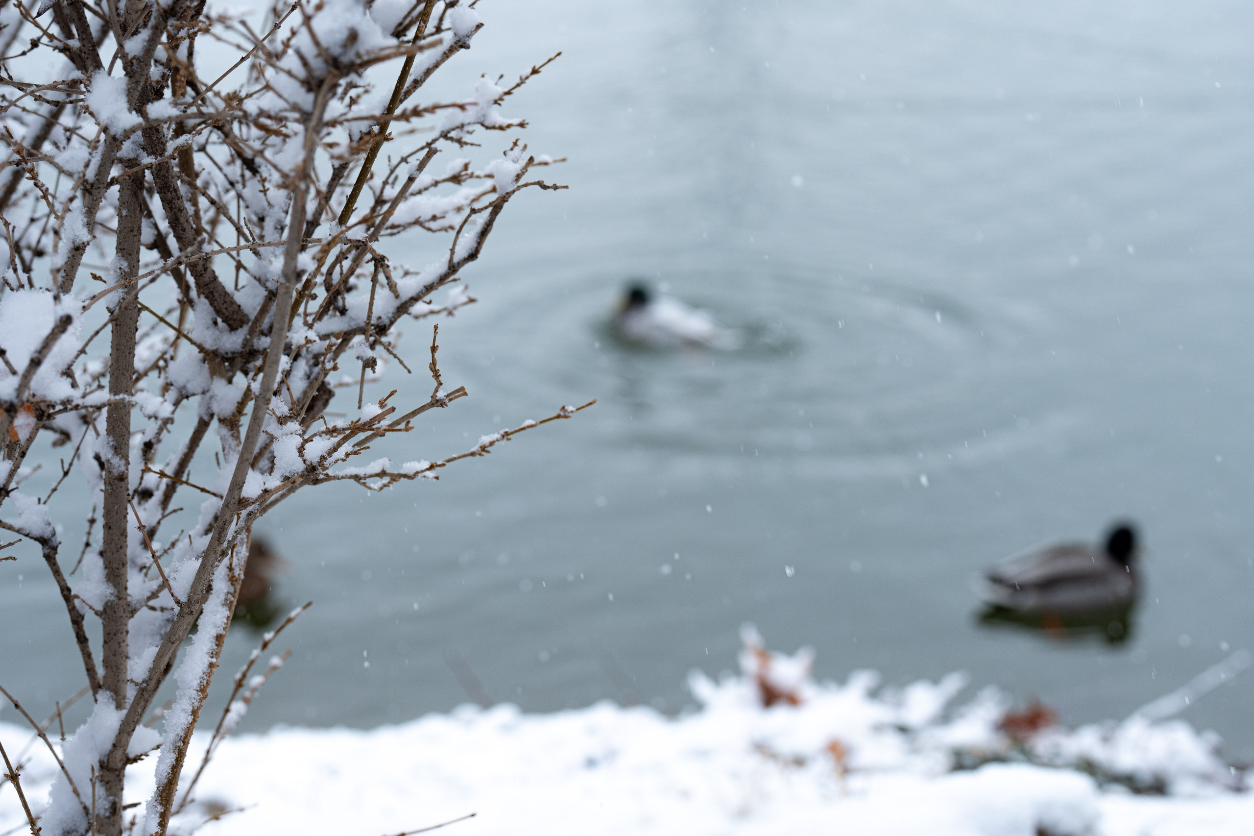 Первый снег в 2024 году. Георгий Намазов | Фотограф в Ташкенте