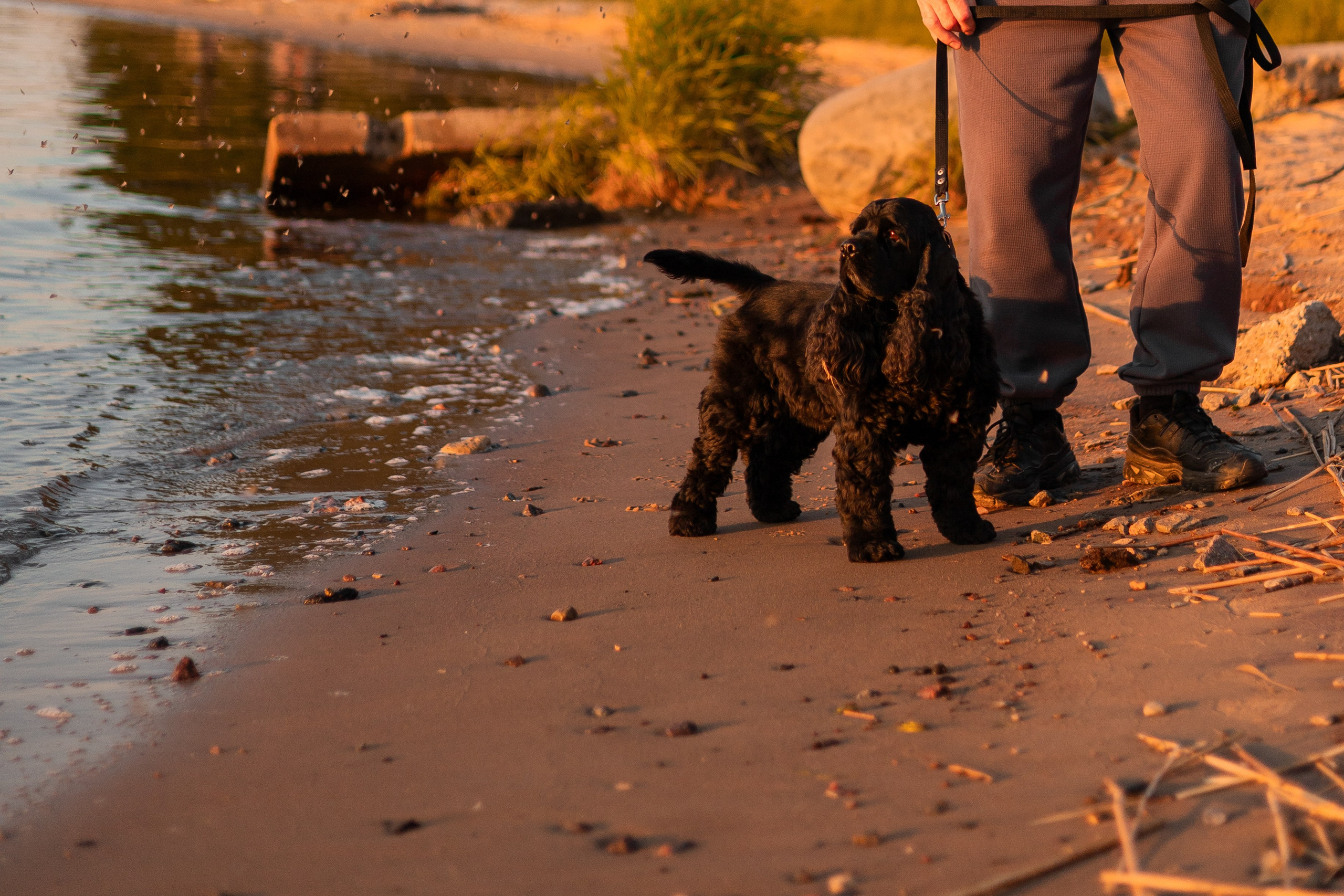 Александр, Катюша и Ендейк. Фотограф-анималист | Белград