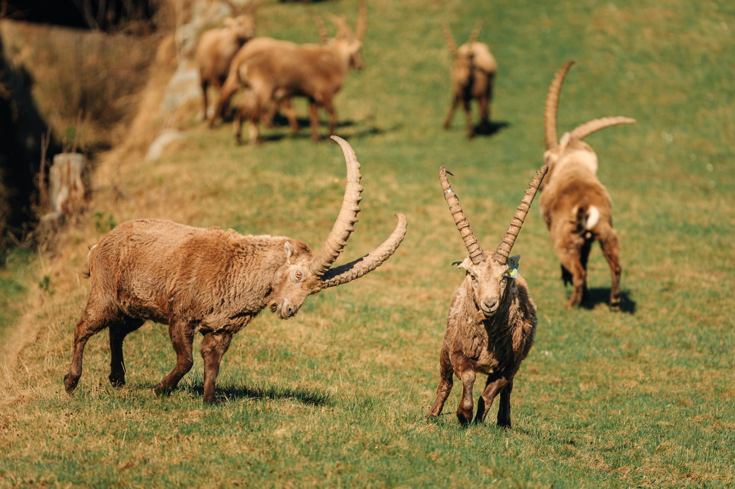 Capricorns in Pontresina. Lutsenko Visuals — Photography & Visual Content