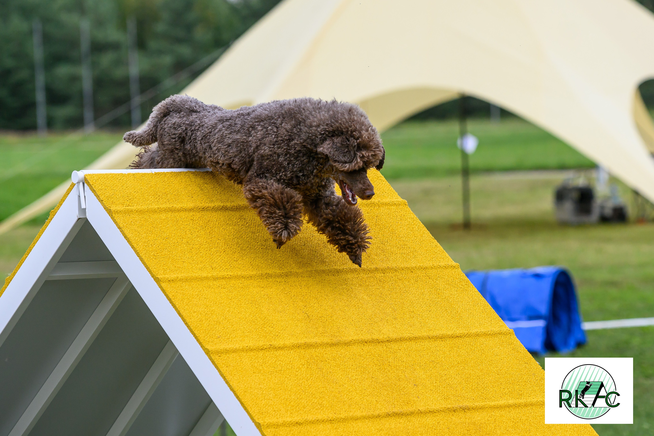 Suņu sacensības veiklībā. Ritvars Pujats Emotion Photographer