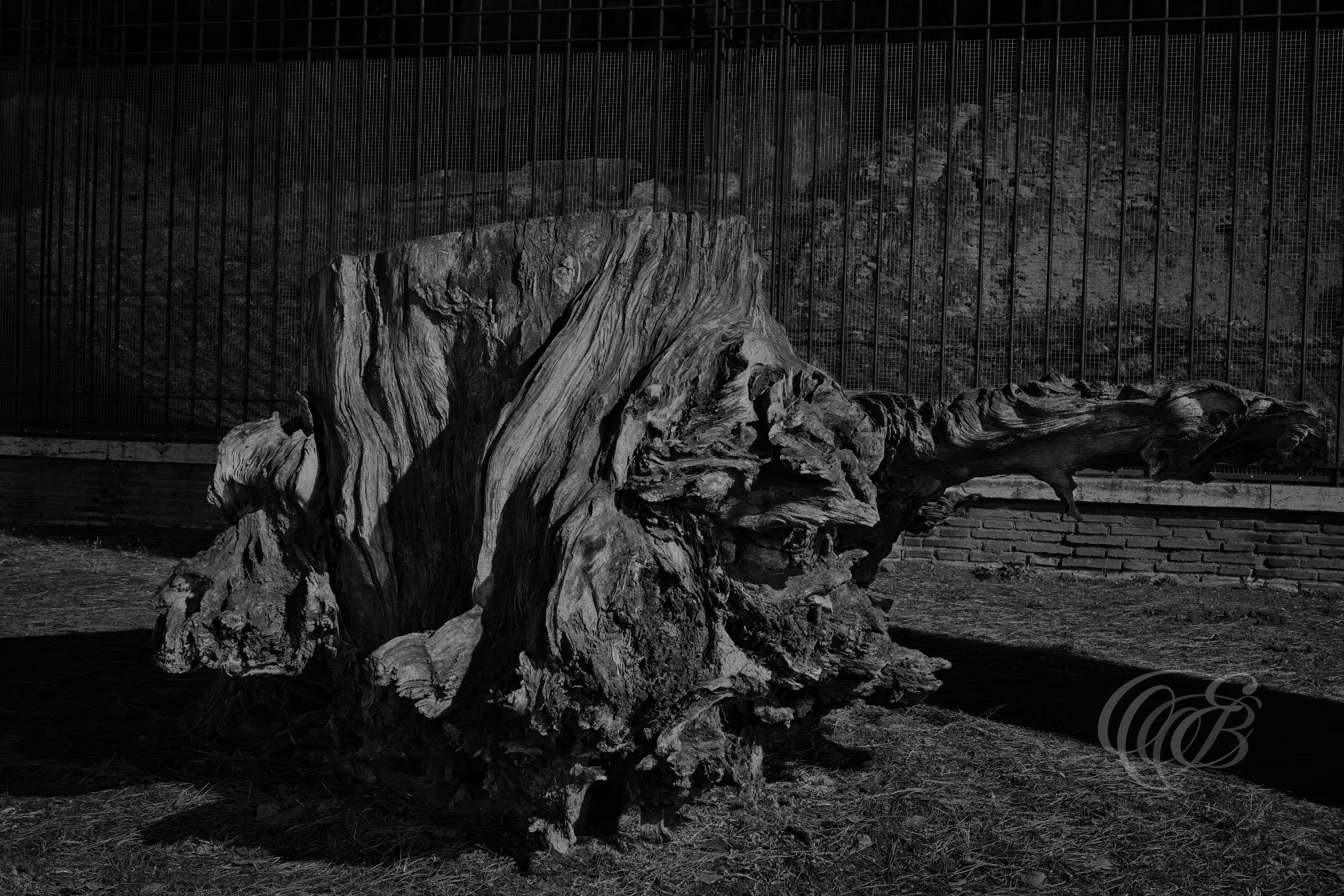 Street Photography — Rome, Italy — Remains of an Old Tree — B&W — Black and white study of an old tree stump near the Arch of Constantine in Rome, emphasizing weathered wood, natural textures, ancient surroundings, and the passage of time — Eduardo Bartoli Photography.