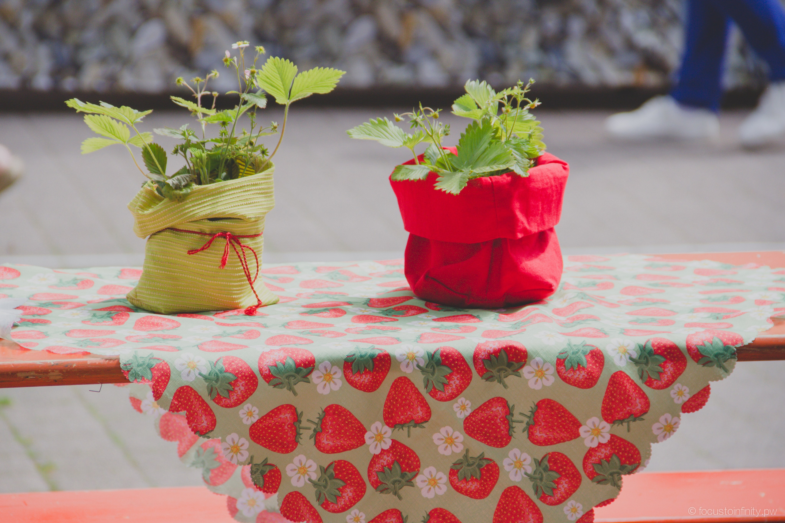 Oberkircher Erdbeerfest. Maria Chistyakovа — Fotografin in Karlsruhe, Baden-Baden und Umgebung