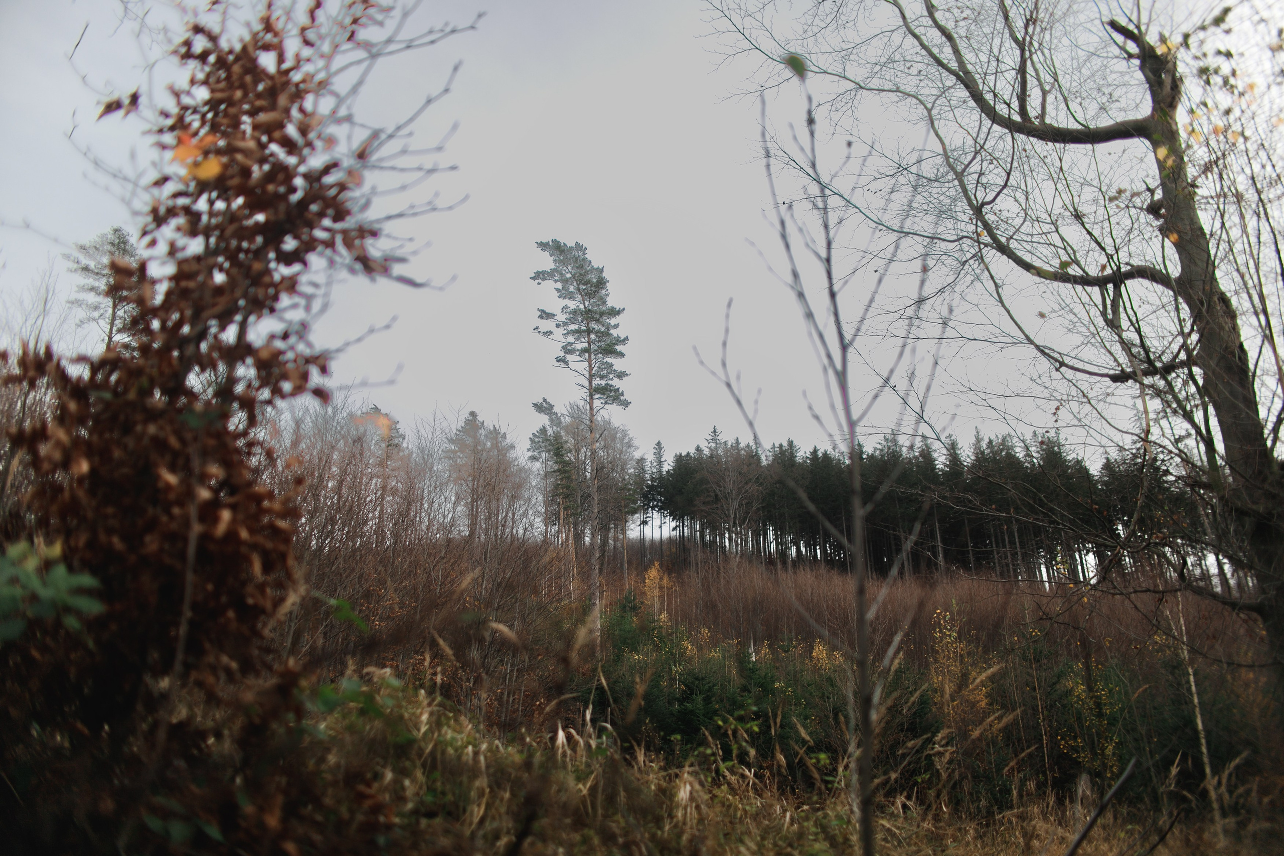 Sowie góry. Kaja | fotograf we Wrocławiu | ludzie i psy