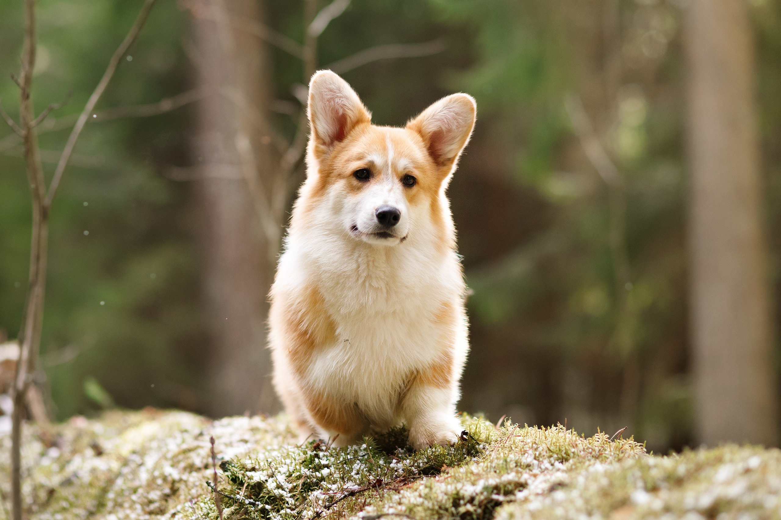 Corgi kennel & some other dogs in the forest. Kaja | fotograf psów we Wrocławiu