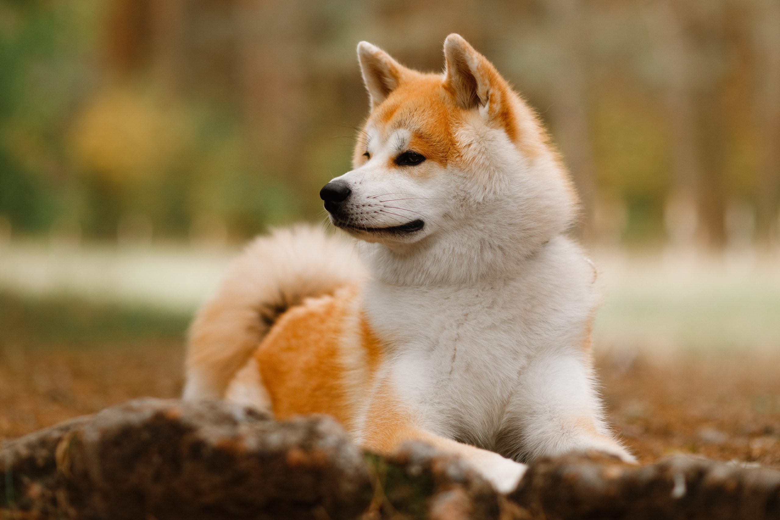 Maria & Kenji. Kaja | fotograf we Wrocławiu | ludzie i psy