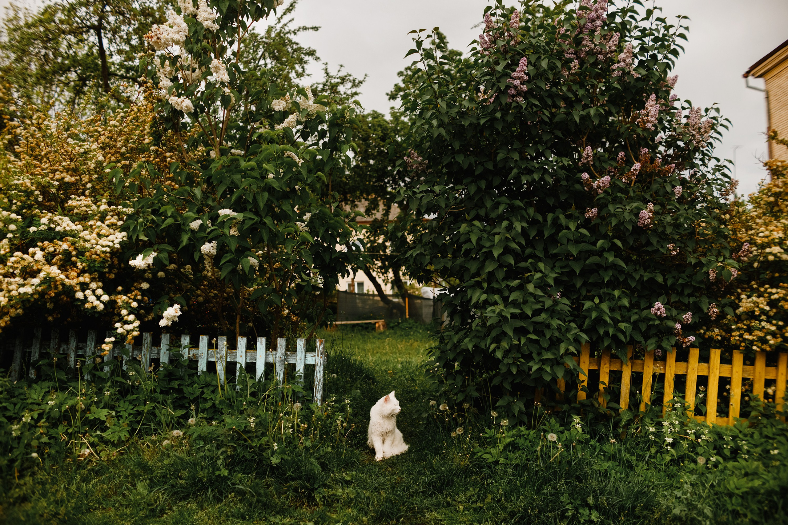 Grodno. Kaja | fotograf we Wrocławiu | ludzie i psy