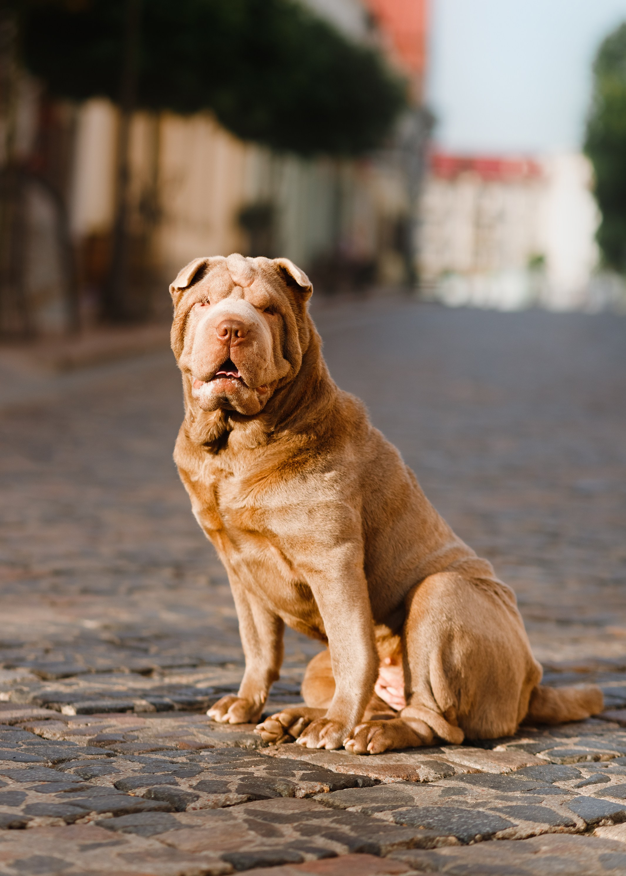 Shar pei in the city. Kaja | fotograf psów we Wrocławiu
