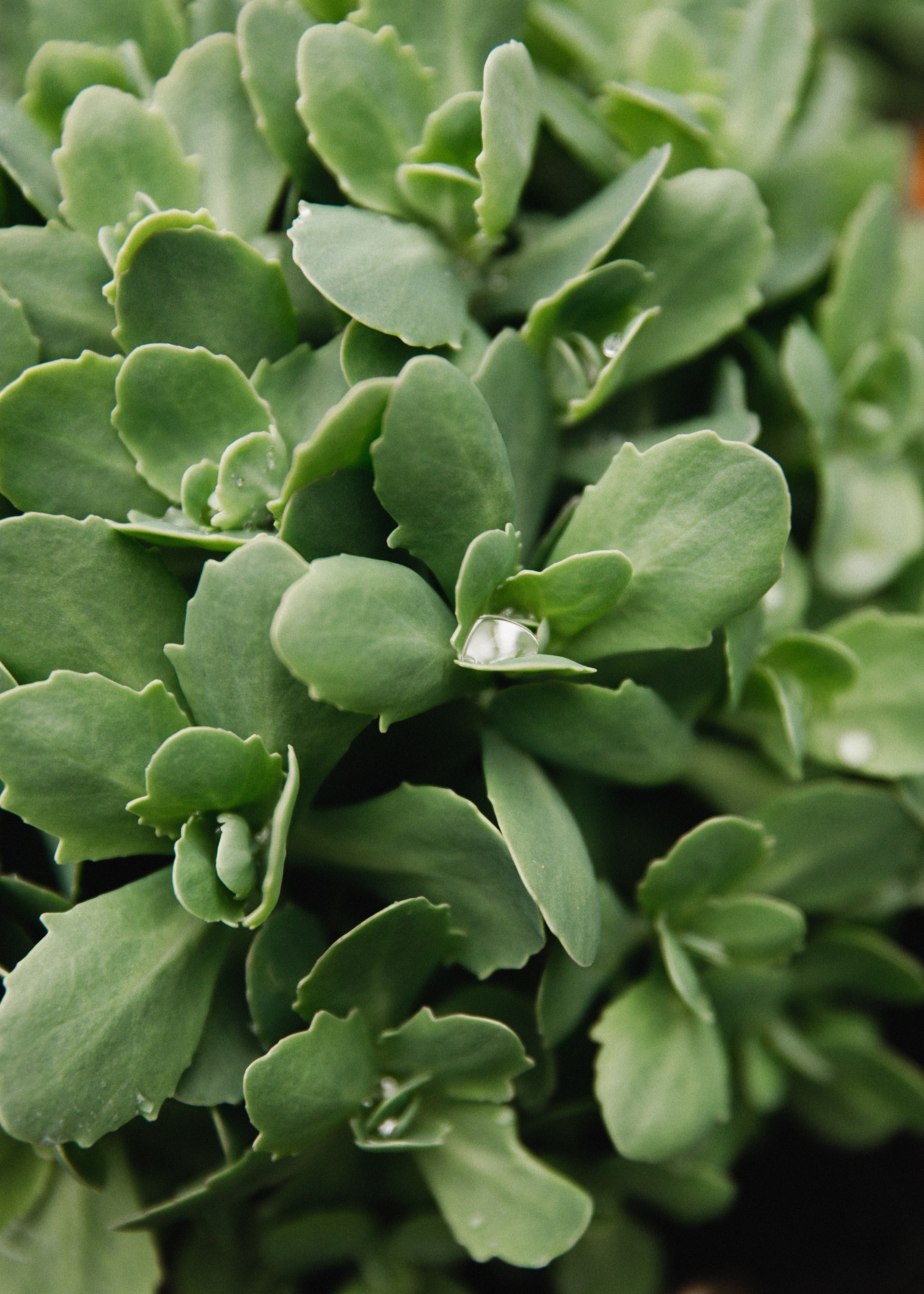 Botanical garden in Wroclaw. Kaja | fotograf we Wrocławiu | ludzie i psy