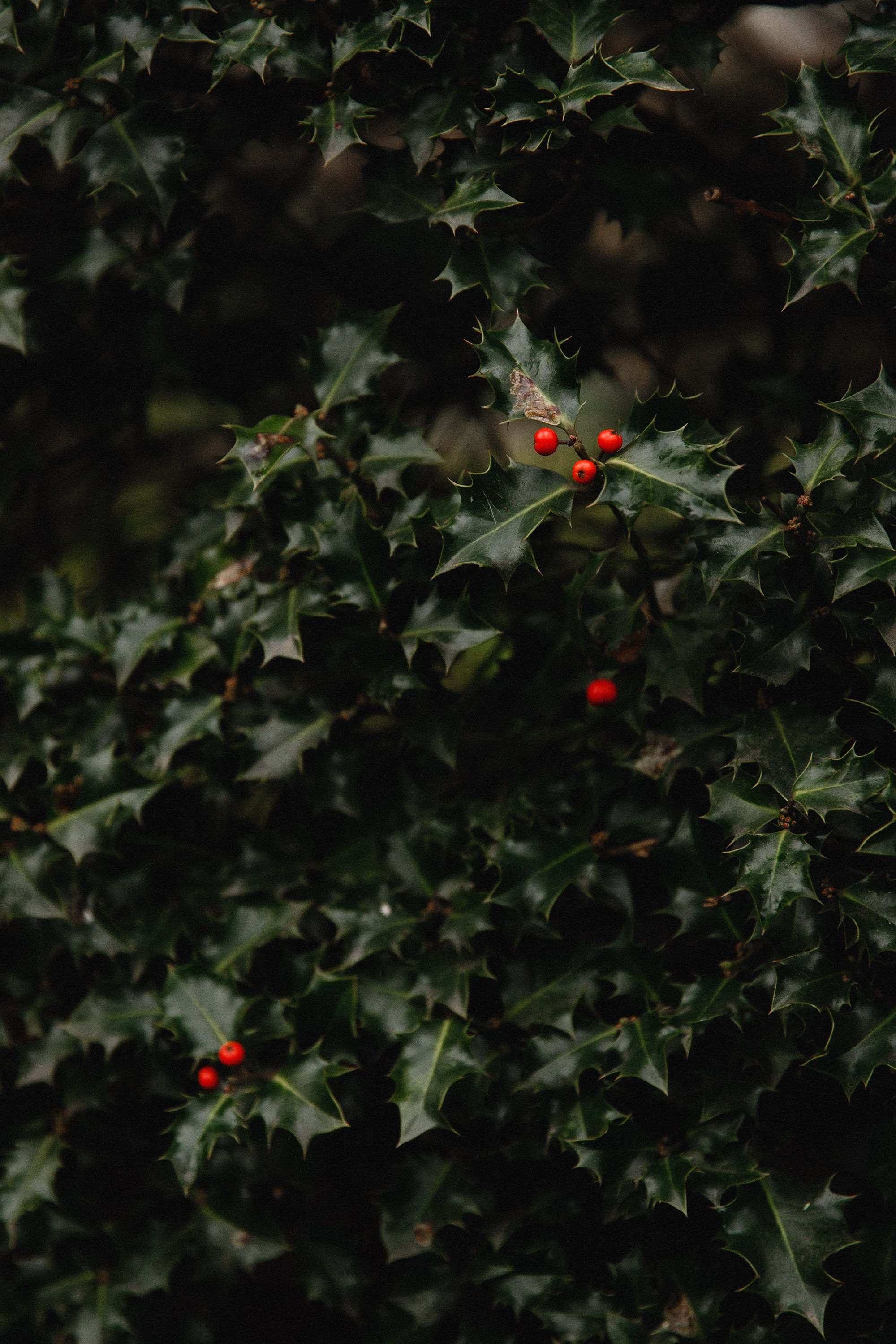Botanical garden in Wroclaw. Kaja | fotograf we Wrocławiu | ludzie i psy