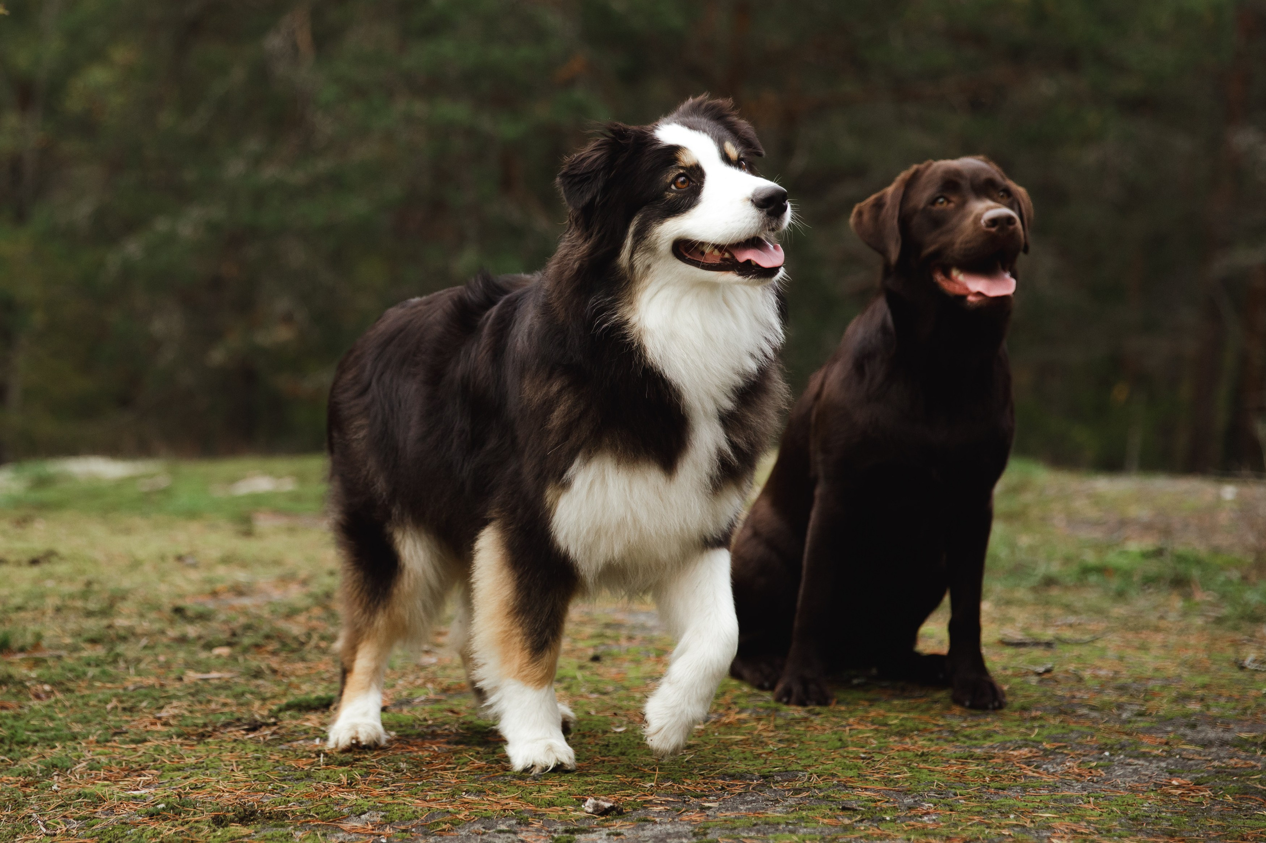 Finnish mossy hills. Kaja | fotograf psów we Wrocławiu