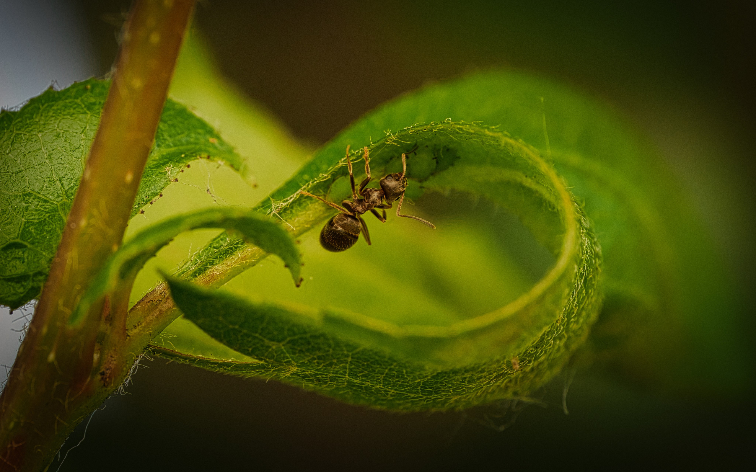 Macro. Rob Going photography