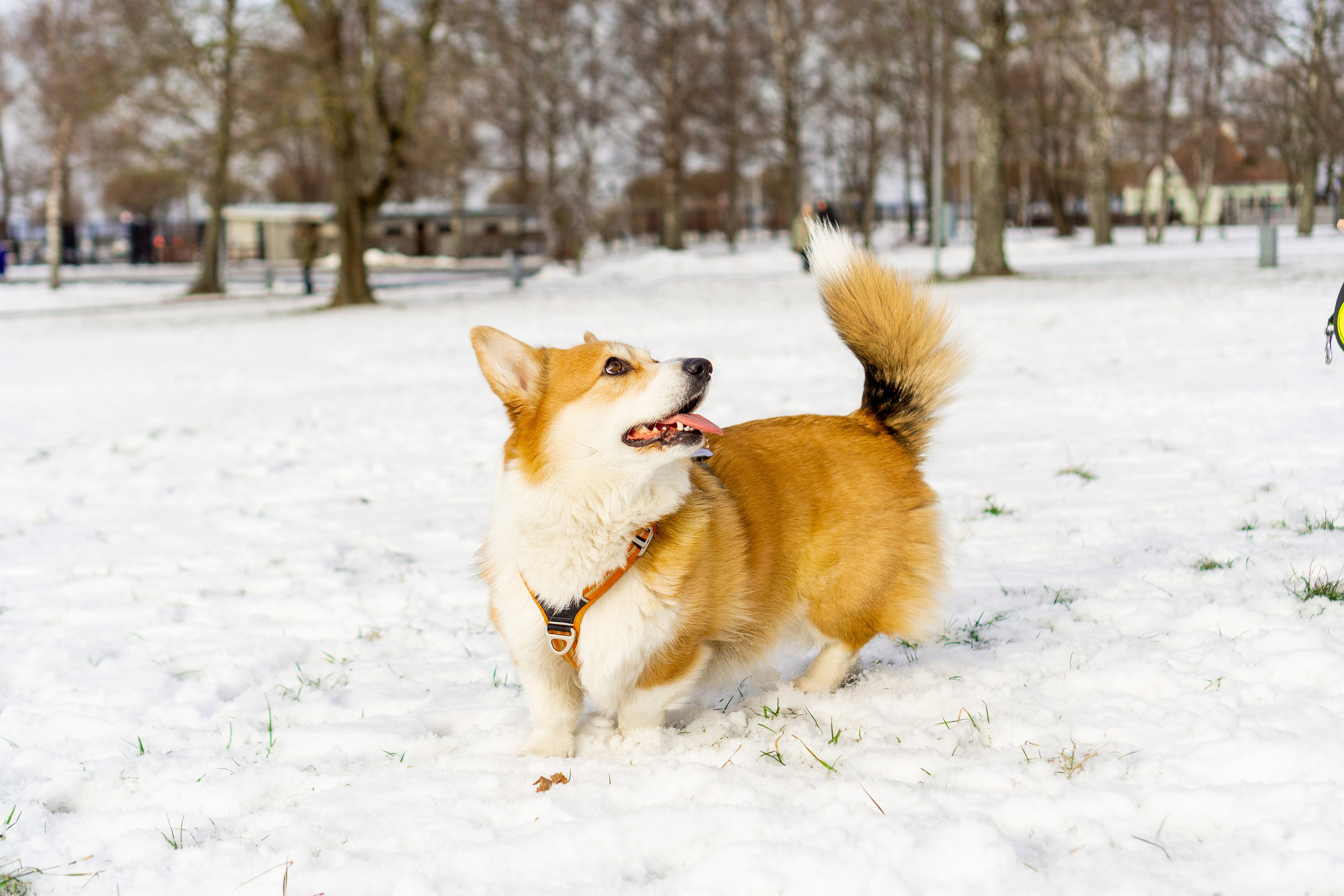 Corgi party, 23 feb. 2025. Kat Laisaar — Pet photographer in Tallinn