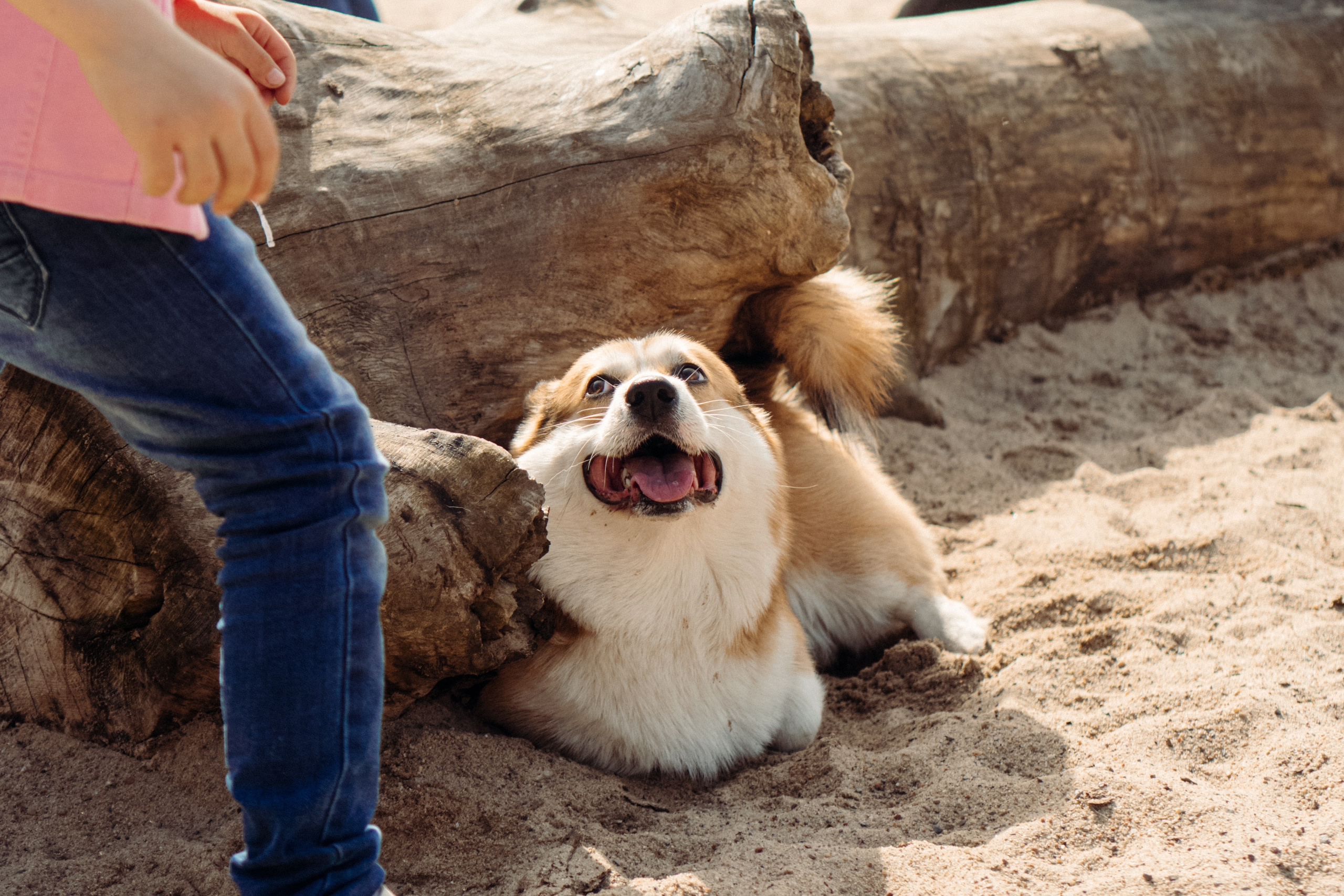 Corgi party, 18 apr. 2025. Kat Laisaar — Pet photographer in Tallinn