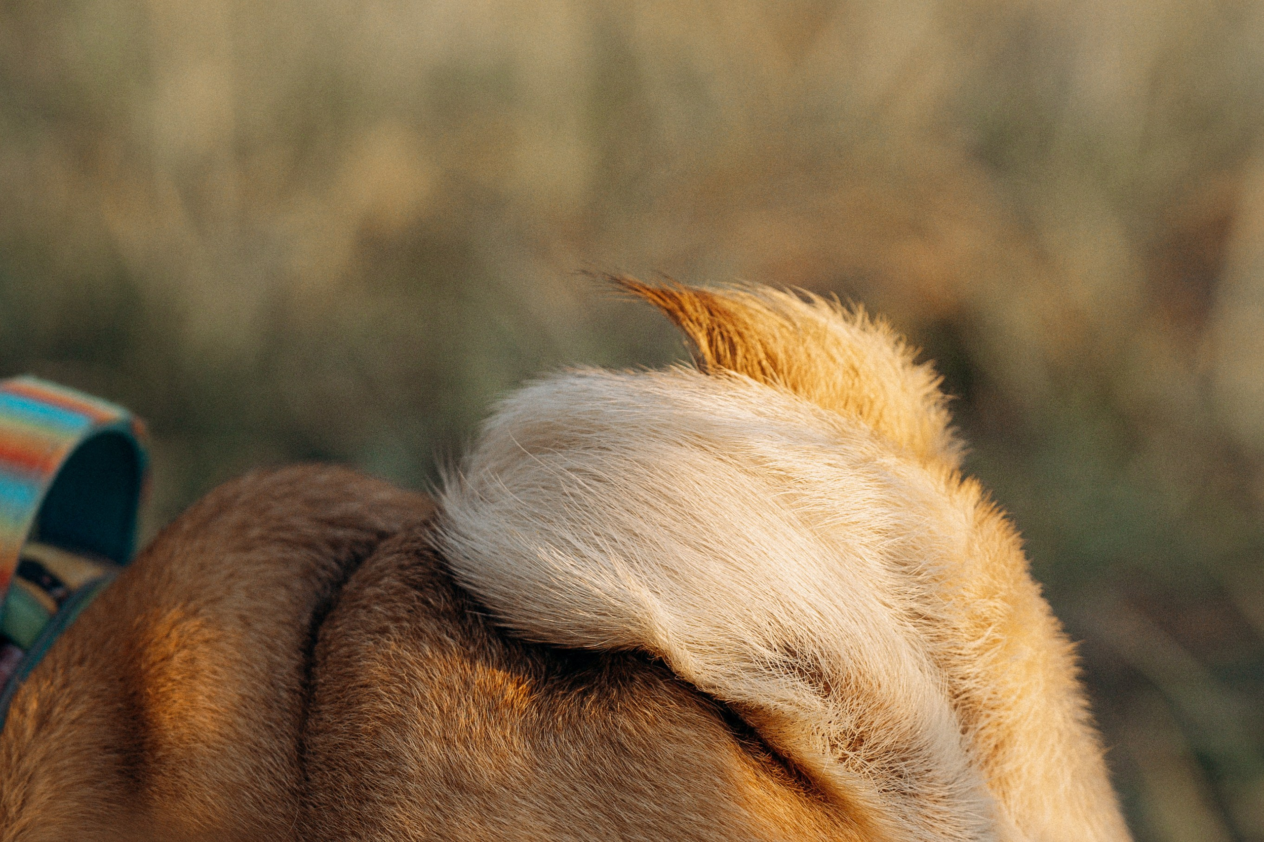 Frank, Tony, Katerina & Lev. Kat Laisaar — Pet photographer in Tallinn