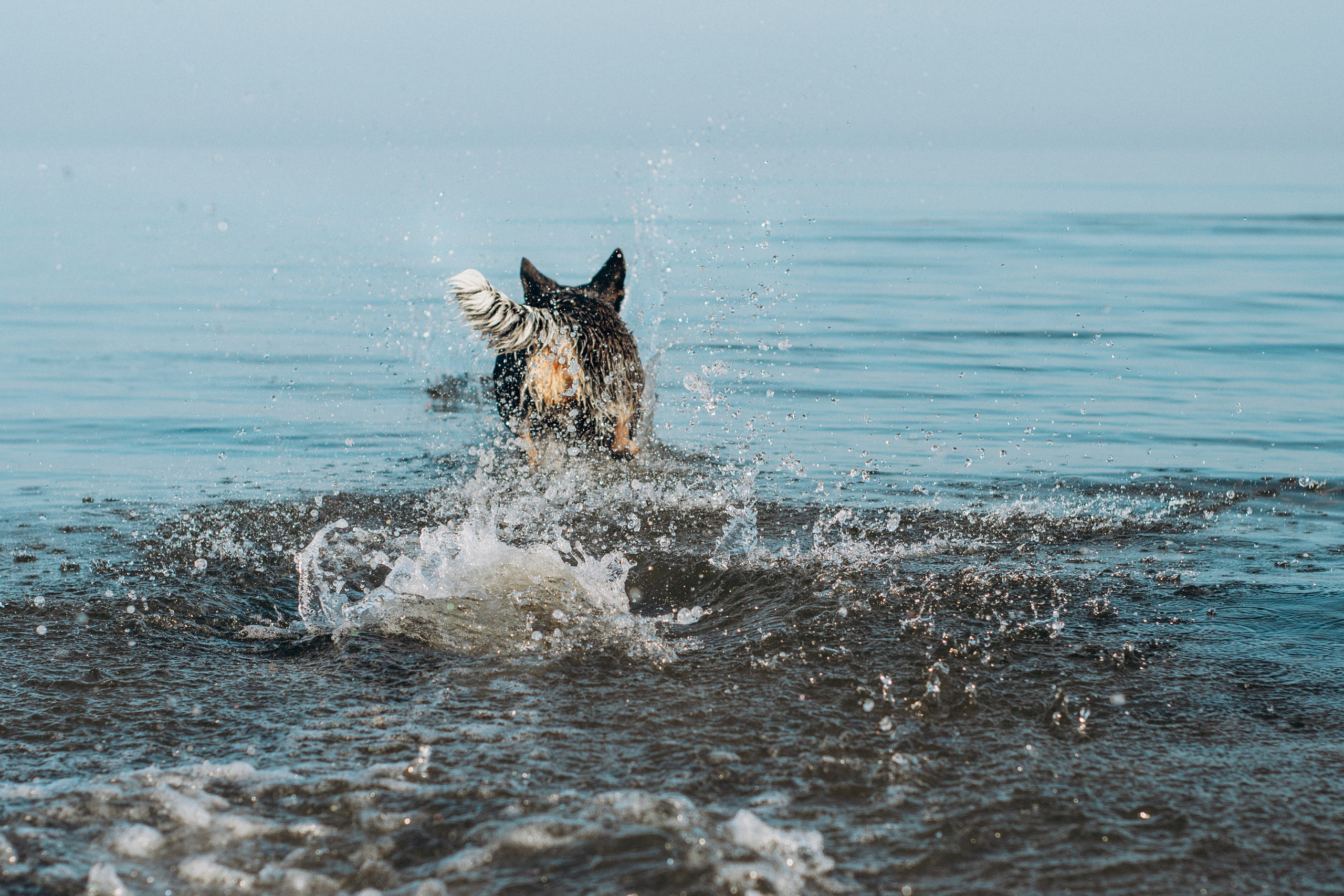 Dakota, Australian Cattle Dog. Kat Laisaar — Pet photographer in Tallinn