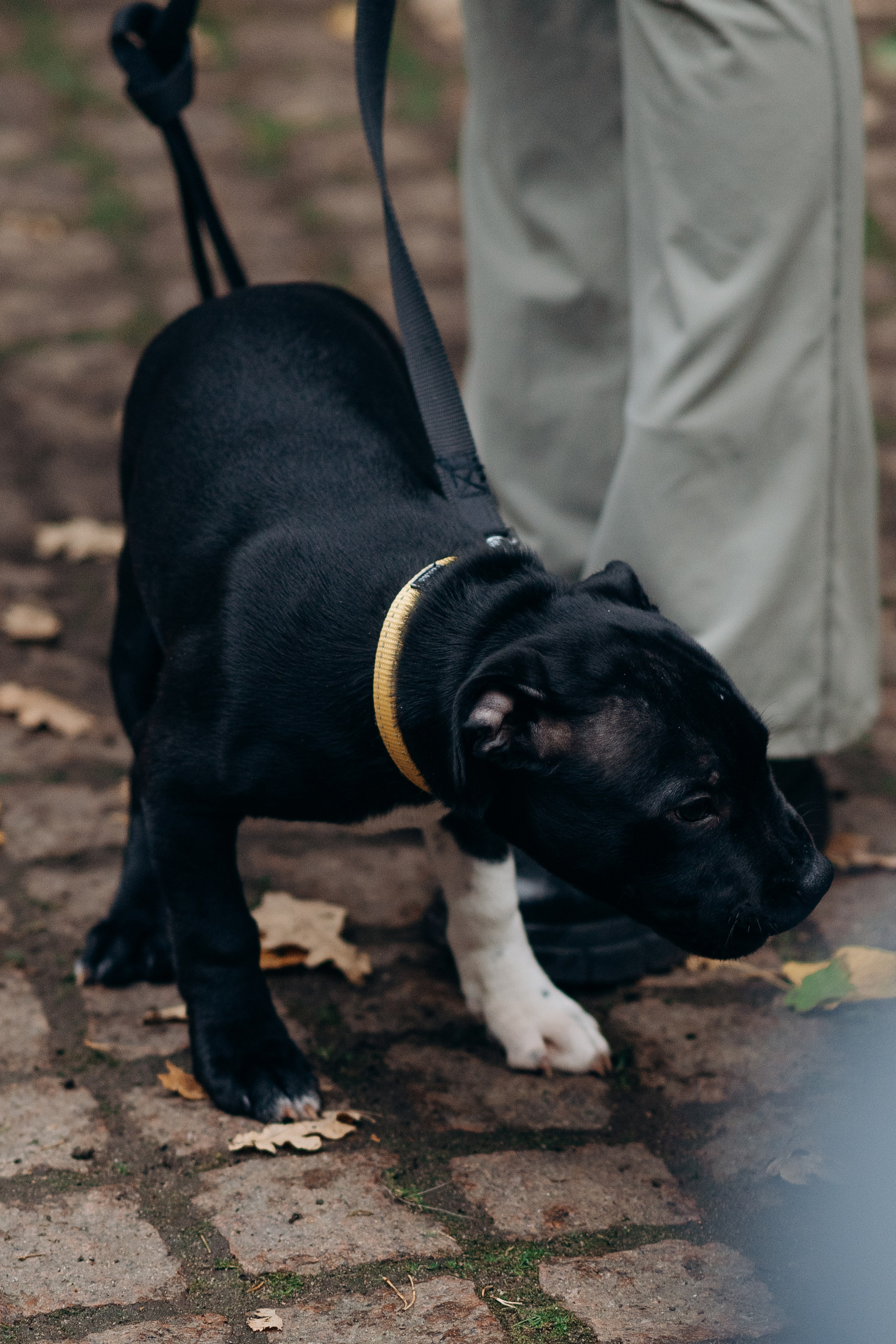 Staffordshire Bull Terriers Meetup. Kat Laisaar — Pet photographer in Tallinn