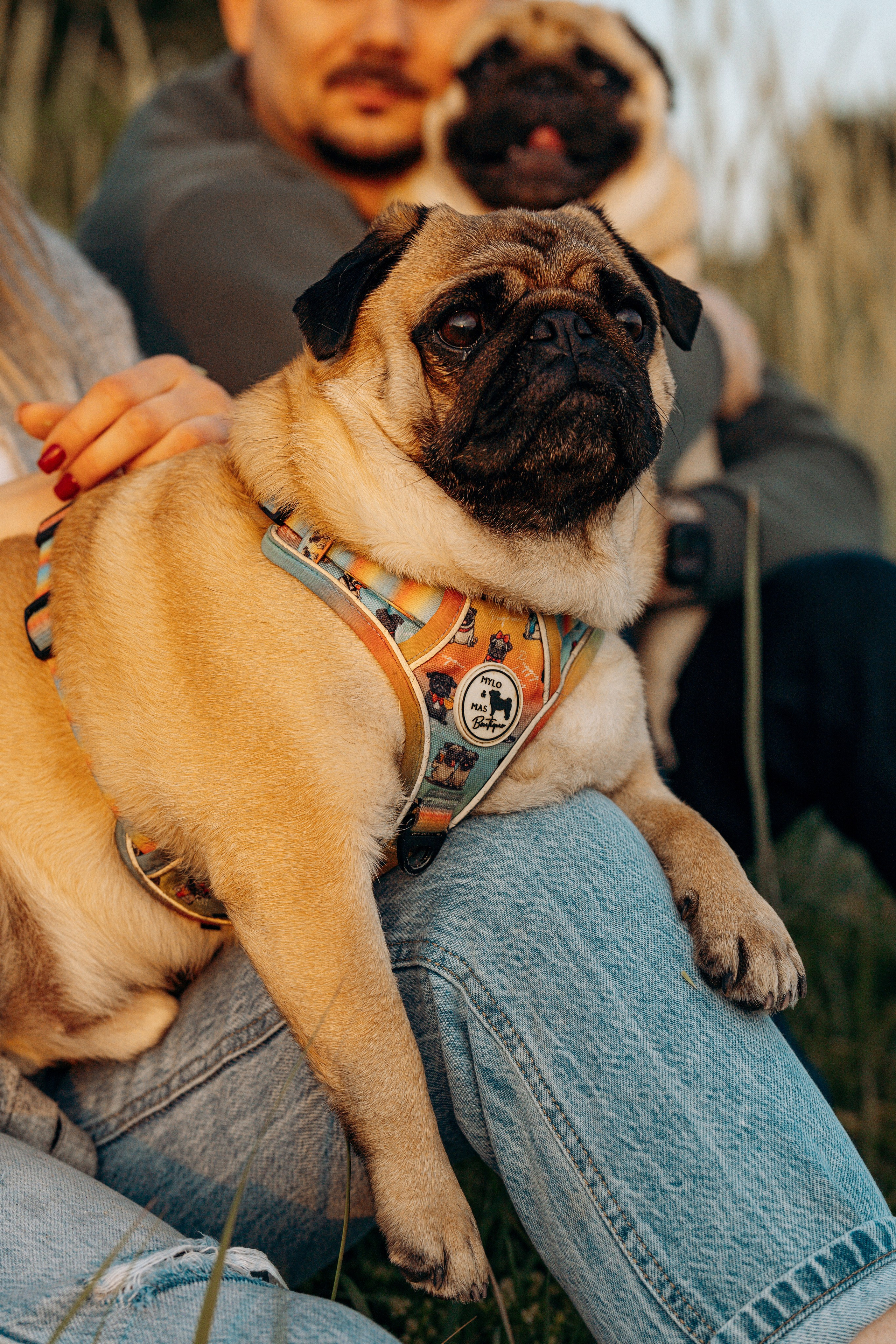 Frank, Tony, Katerina & Lev. Kat Laisaar — Pet photographer in Tallinn