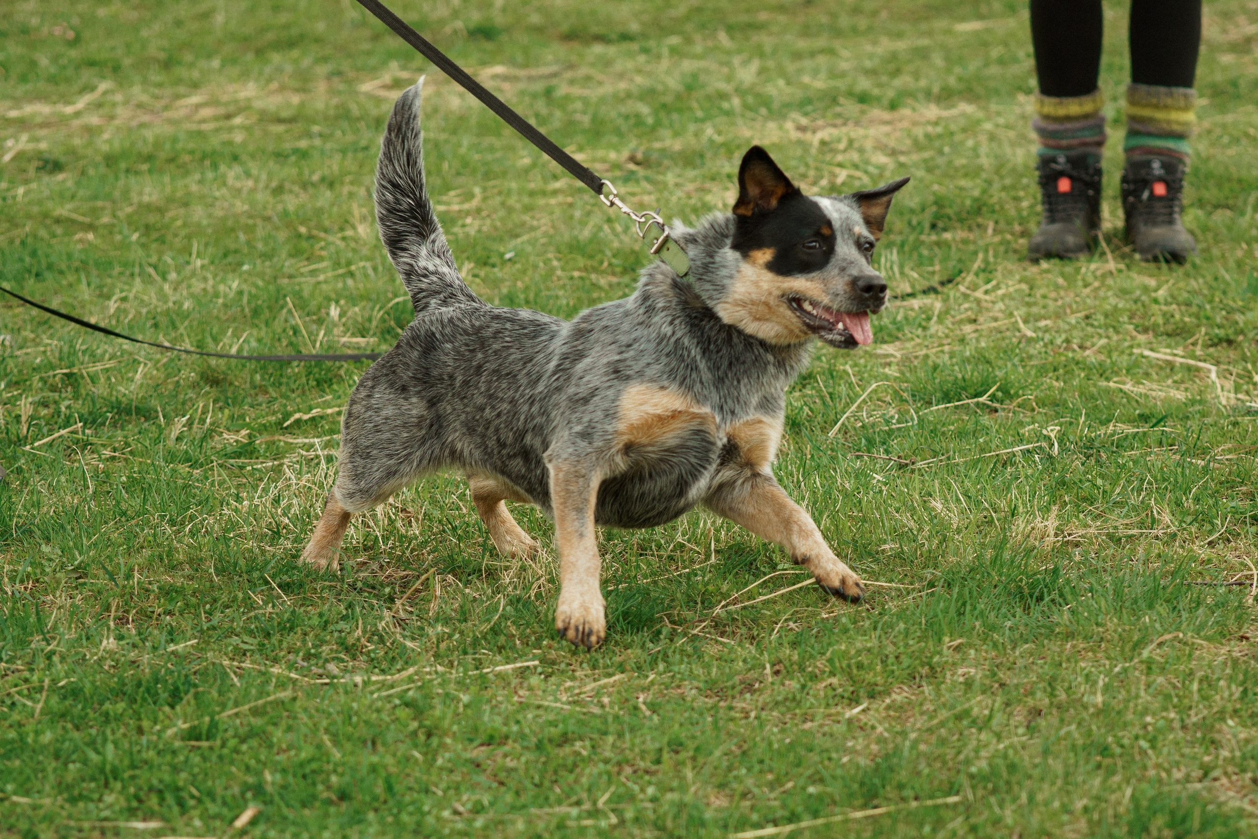 Herding Days, 26 apr. 2025. Kat Laisaar — Pet photographer in Tallinn