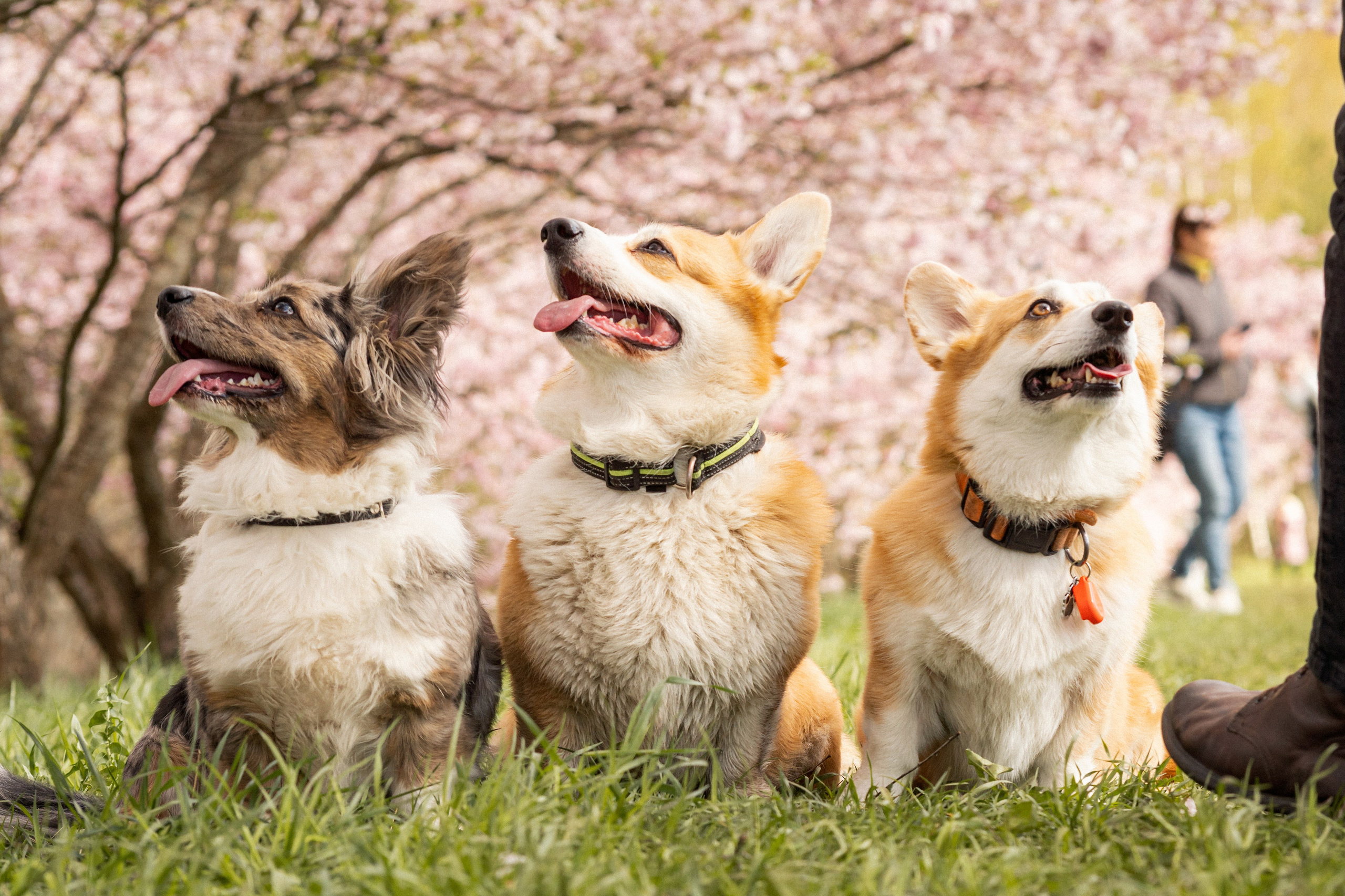 Corgis in Sakura blossom. Kat Laisaar — Pet photographer in Tallinn