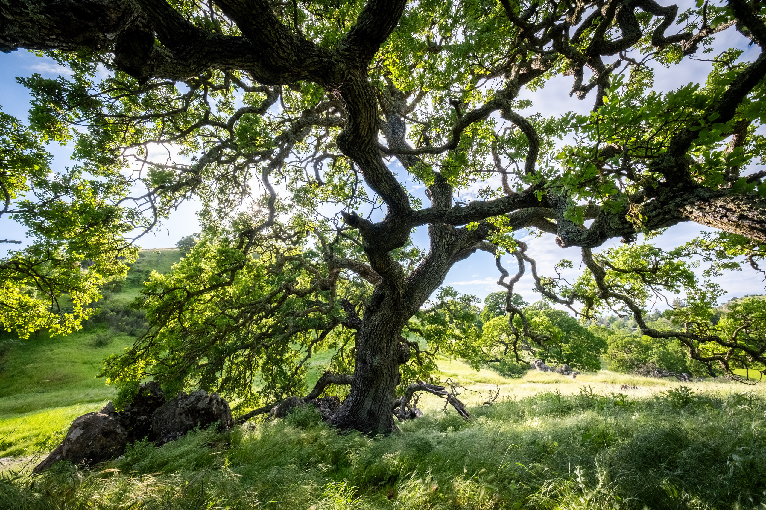 Reportage concert portrait photography in the San Francisco Bay Area