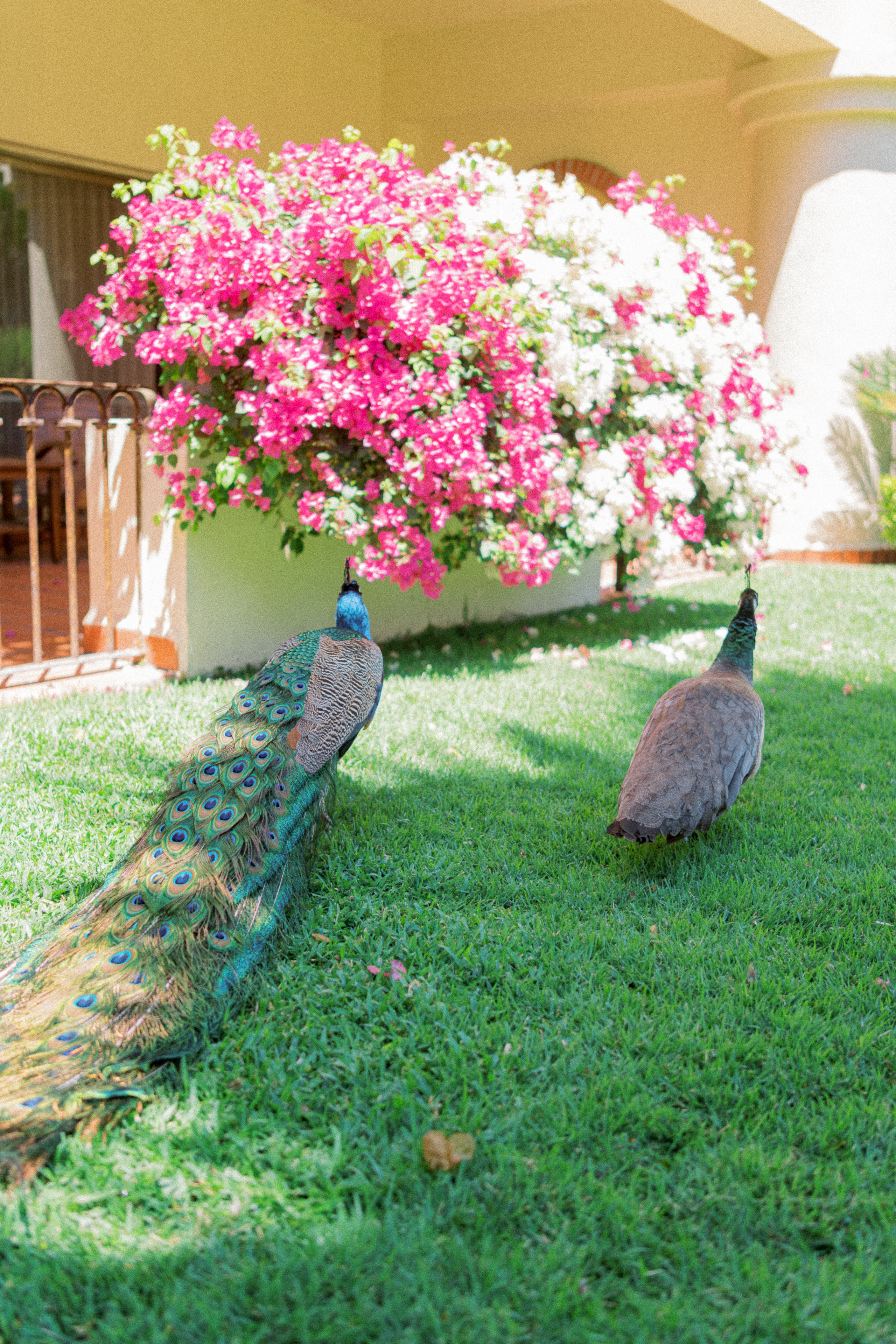 Wedding Becca&Zachary. Sayulita Wedding Photographer, Puerto Vallarta, Cabo